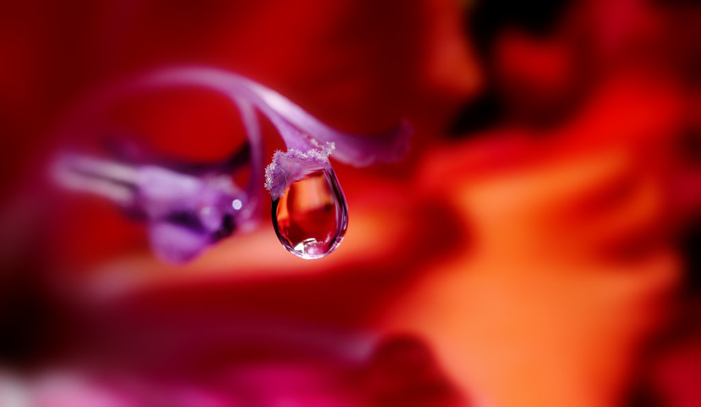 Liquid Diamond ... by Herbert Pregel on 500px.com