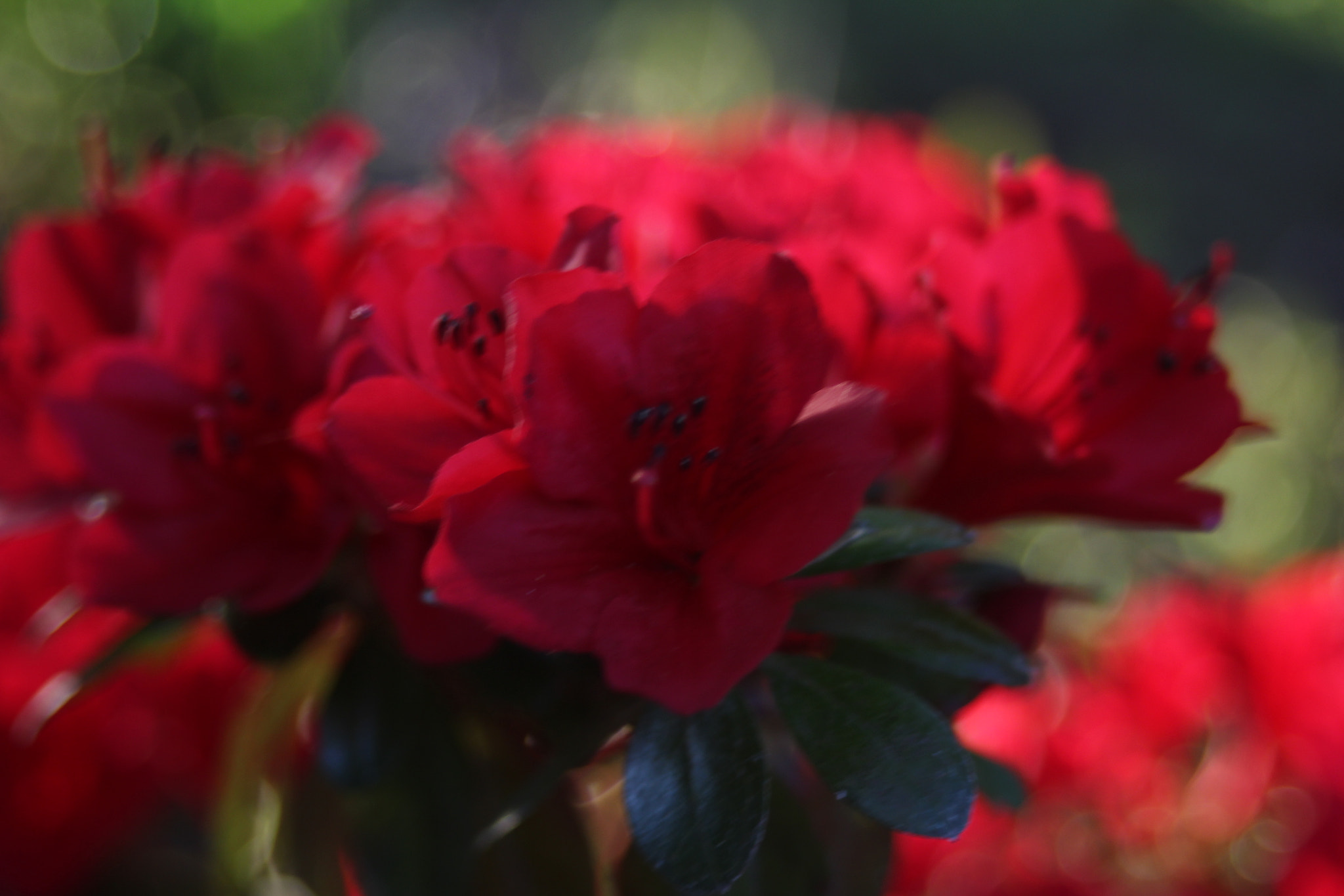 Canon EF 35-80mm f/4-5.6 sample photo. Flower sunset photography