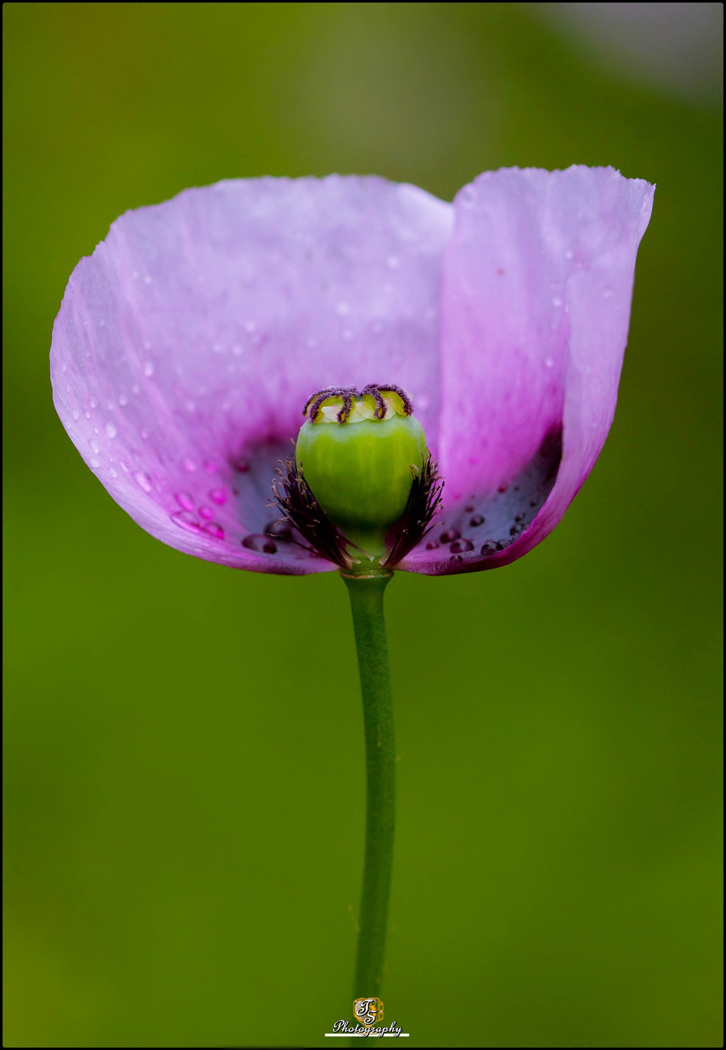 Sigma 105mm F2.8 EX DG OS HSM sample photo. Amapola photography