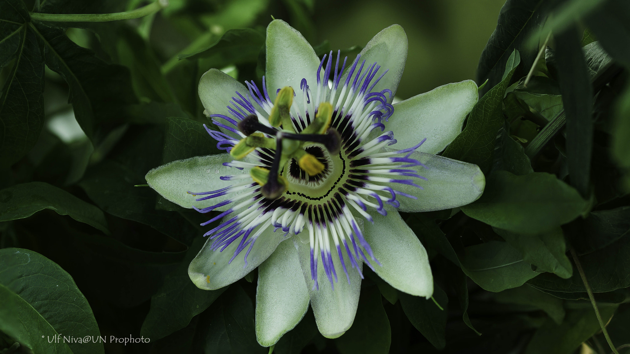 Sony ILCA-77M2 + 90mm F2.8 Macro SSM sample photo. Passion photography