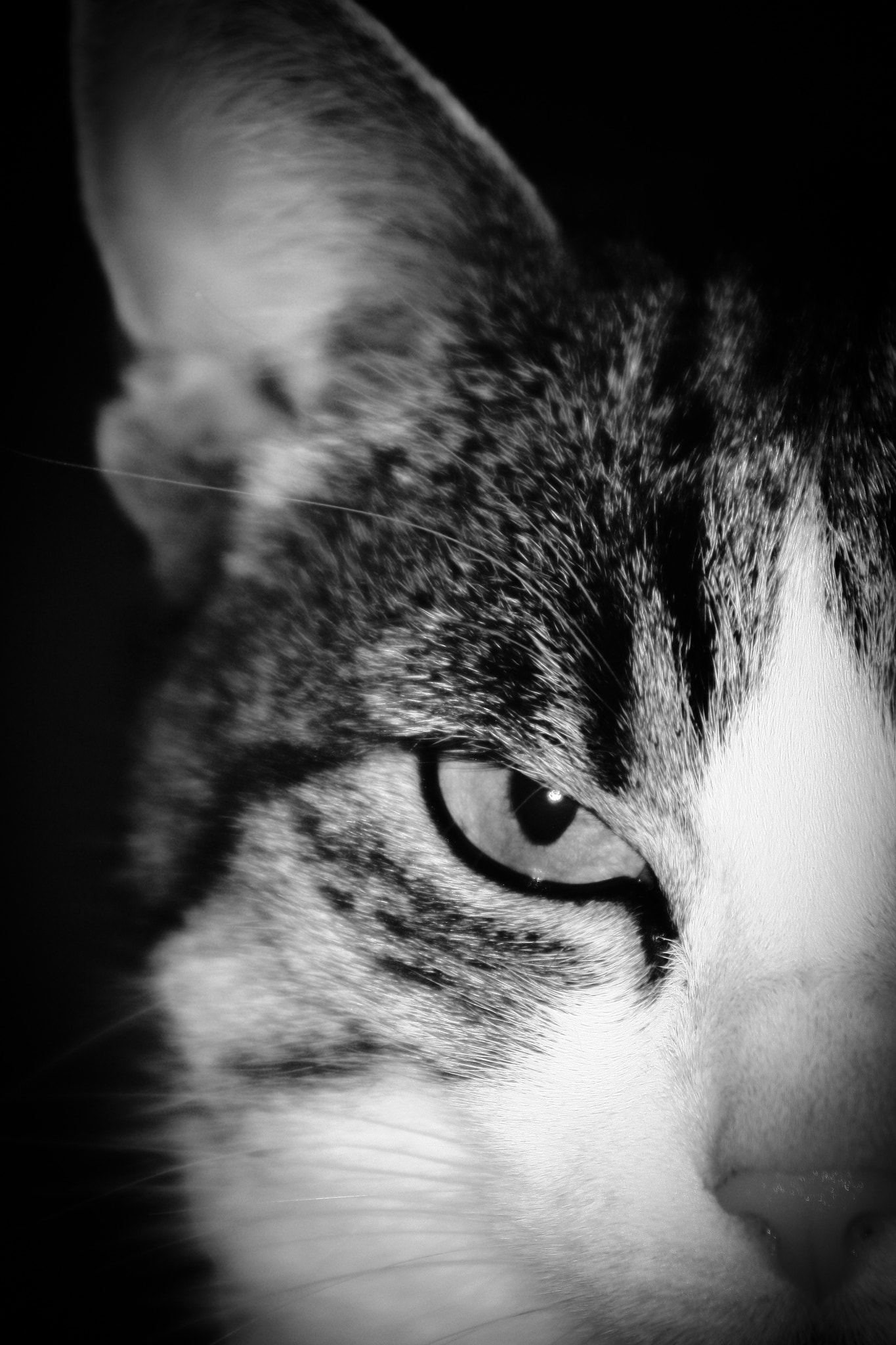 Canon EF 75-300mm f/4-5.6 USM sample photo. Minky the cat photography