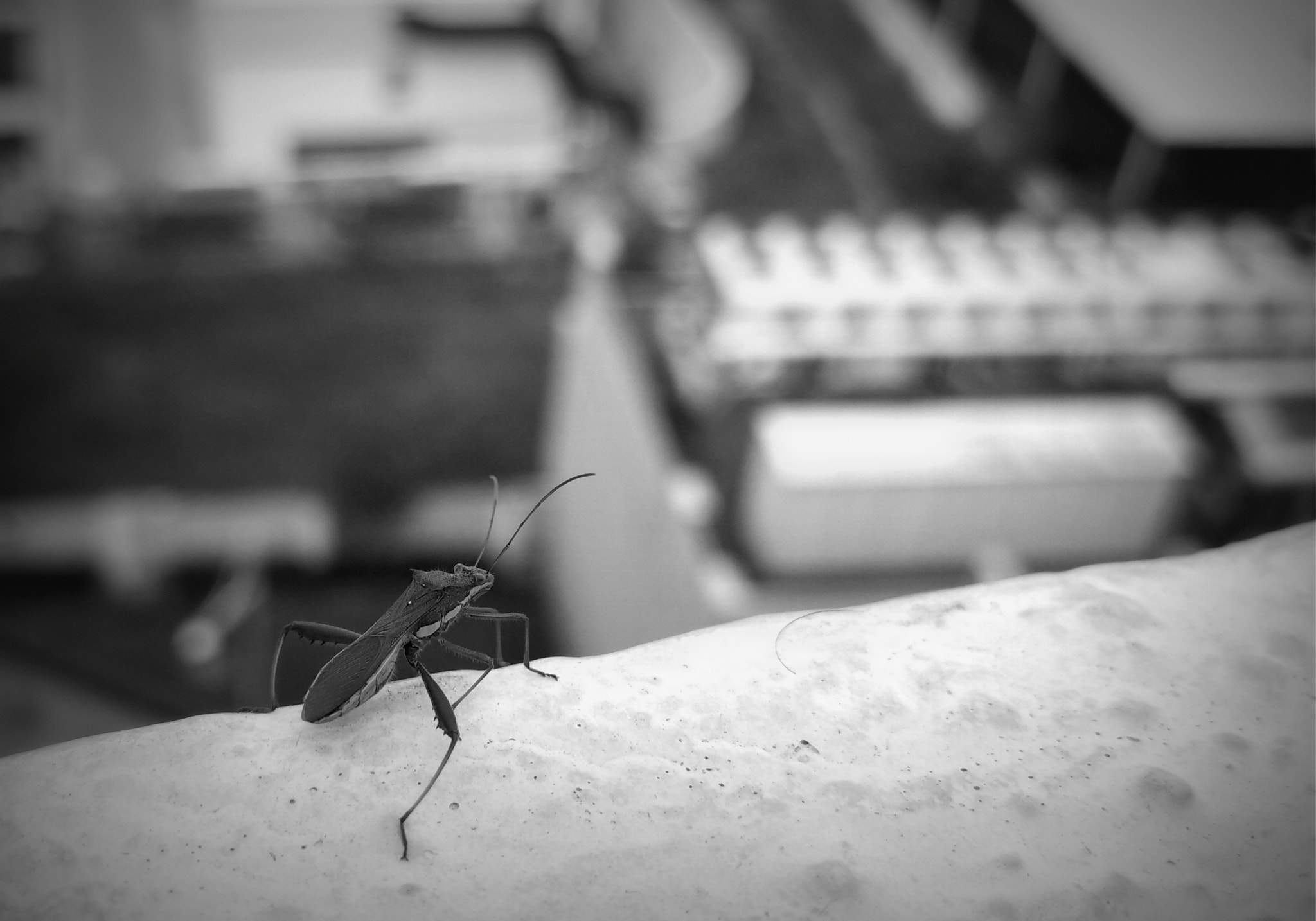 Xiaomi Mi 4i sample photo. Catalog of the misunderstood photography