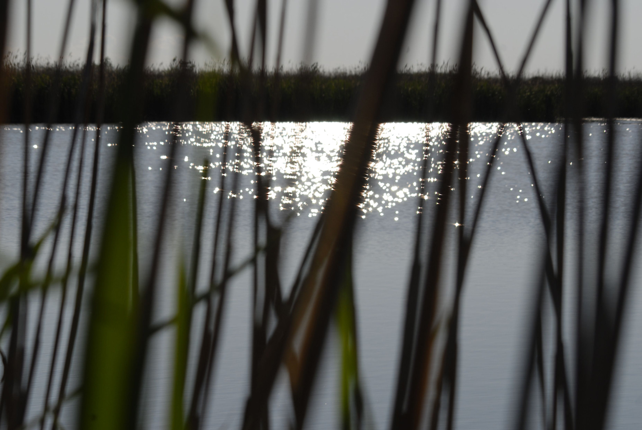 Nikon D200 sample photo. La magia del delta..... photography