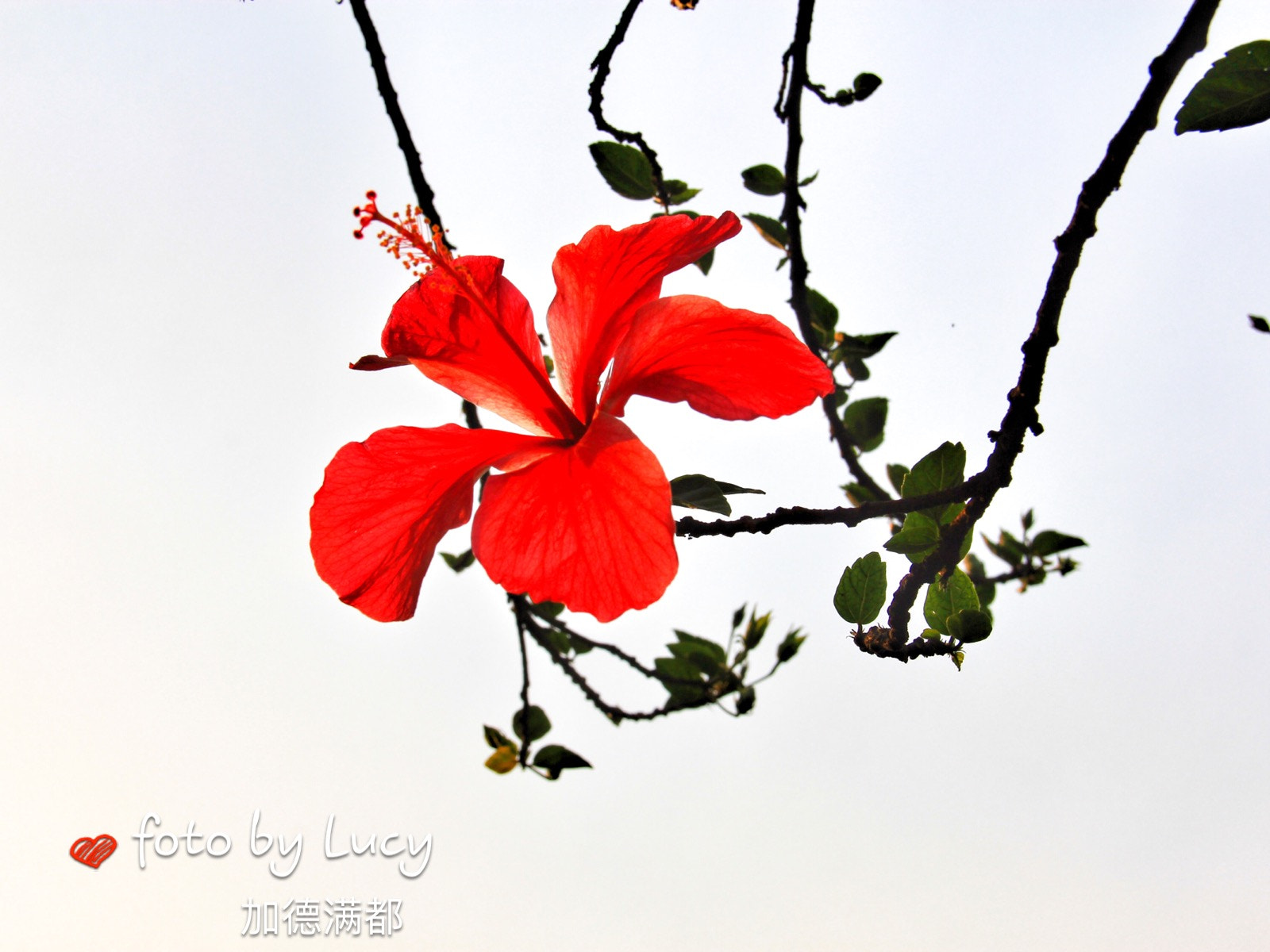 Canon EF-S 18-135mm F3.5-5.6 IS sample photo