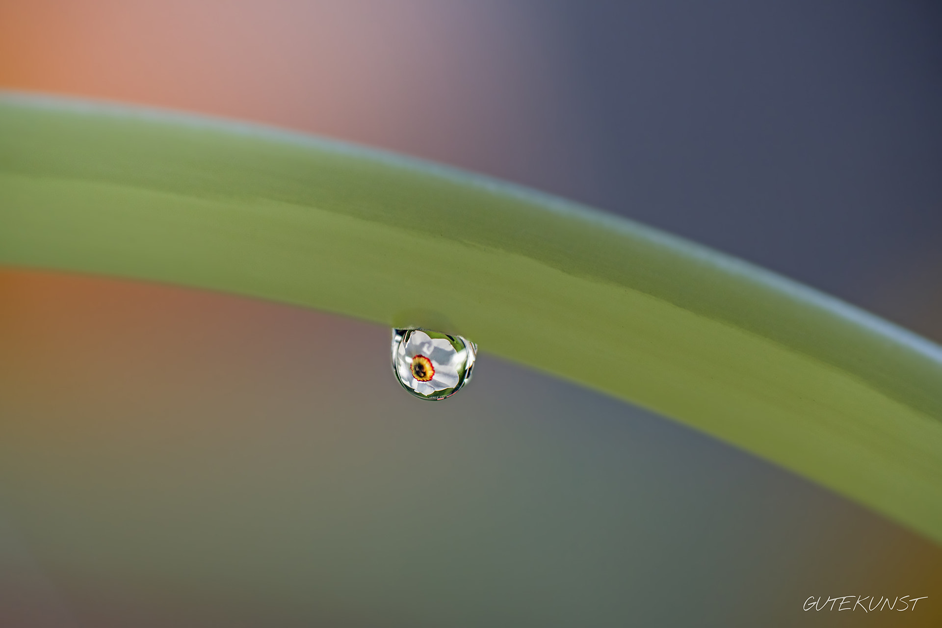 Sony ILCA-77M2 + Tamron SP AF 90mm F2.8 Di Macro sample photo. Drop n°1 photography