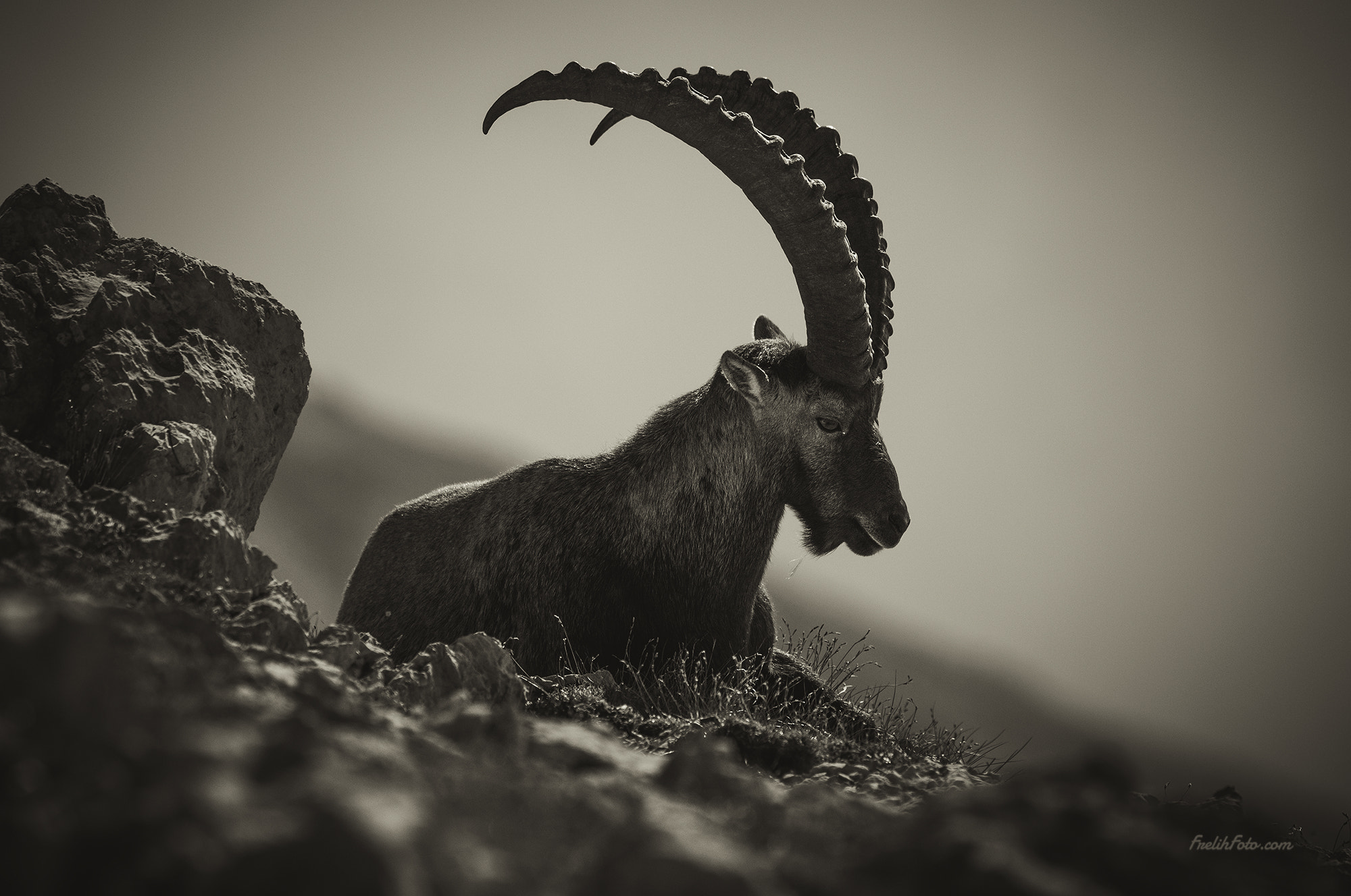 AF-S Nikkor 300mm f/2.8D IF-ED II sample photo. Alpine ibex photography