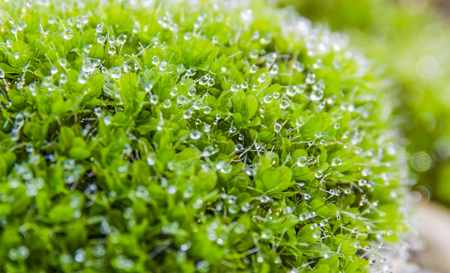 Nikon D5100 + Sigma 17-70mm F2.8-4 DC Macro OS HSM | C sample photo. Mist on moss photography