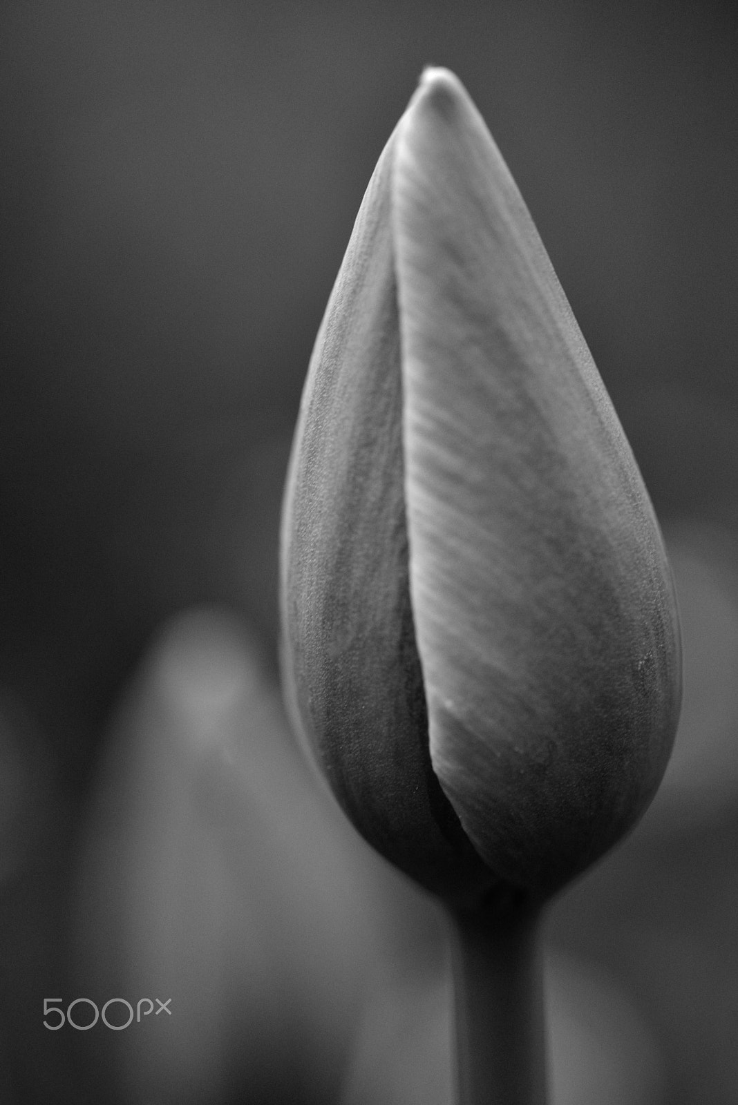 Sigma 105mm F2.8 EX DG OS HSM sample photo. Still closed photography