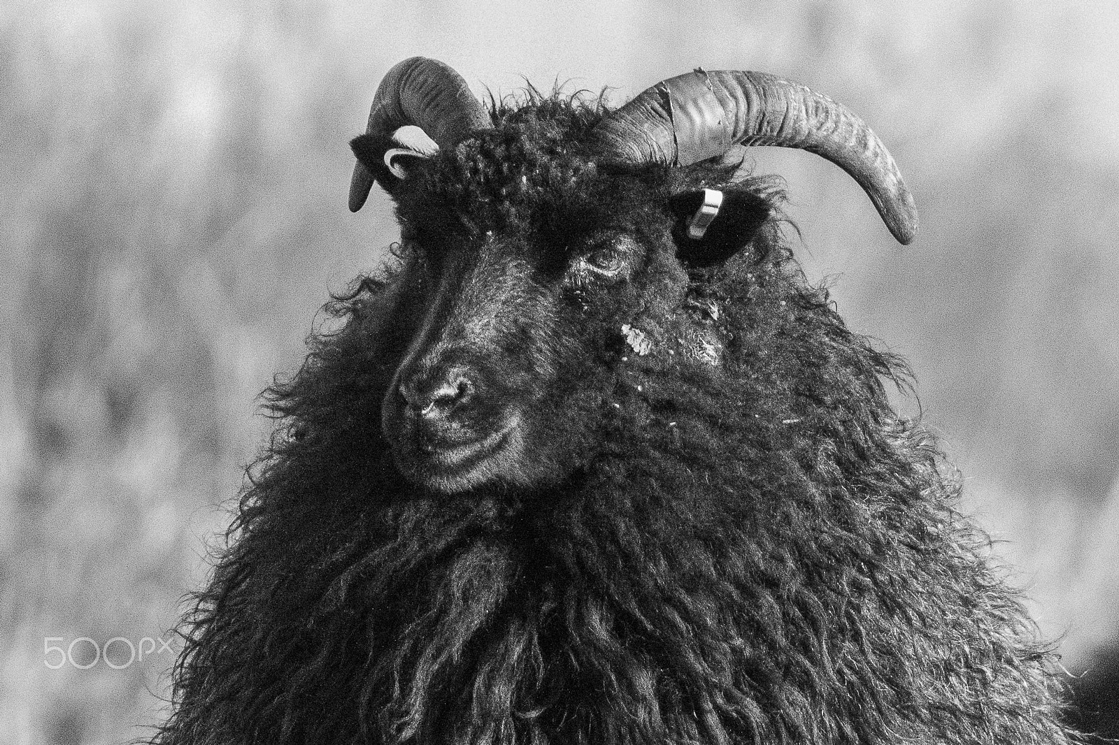 Sigma 150-600mm F5-6.3 DG OS HSM | C sample photo. Blacksheep photography