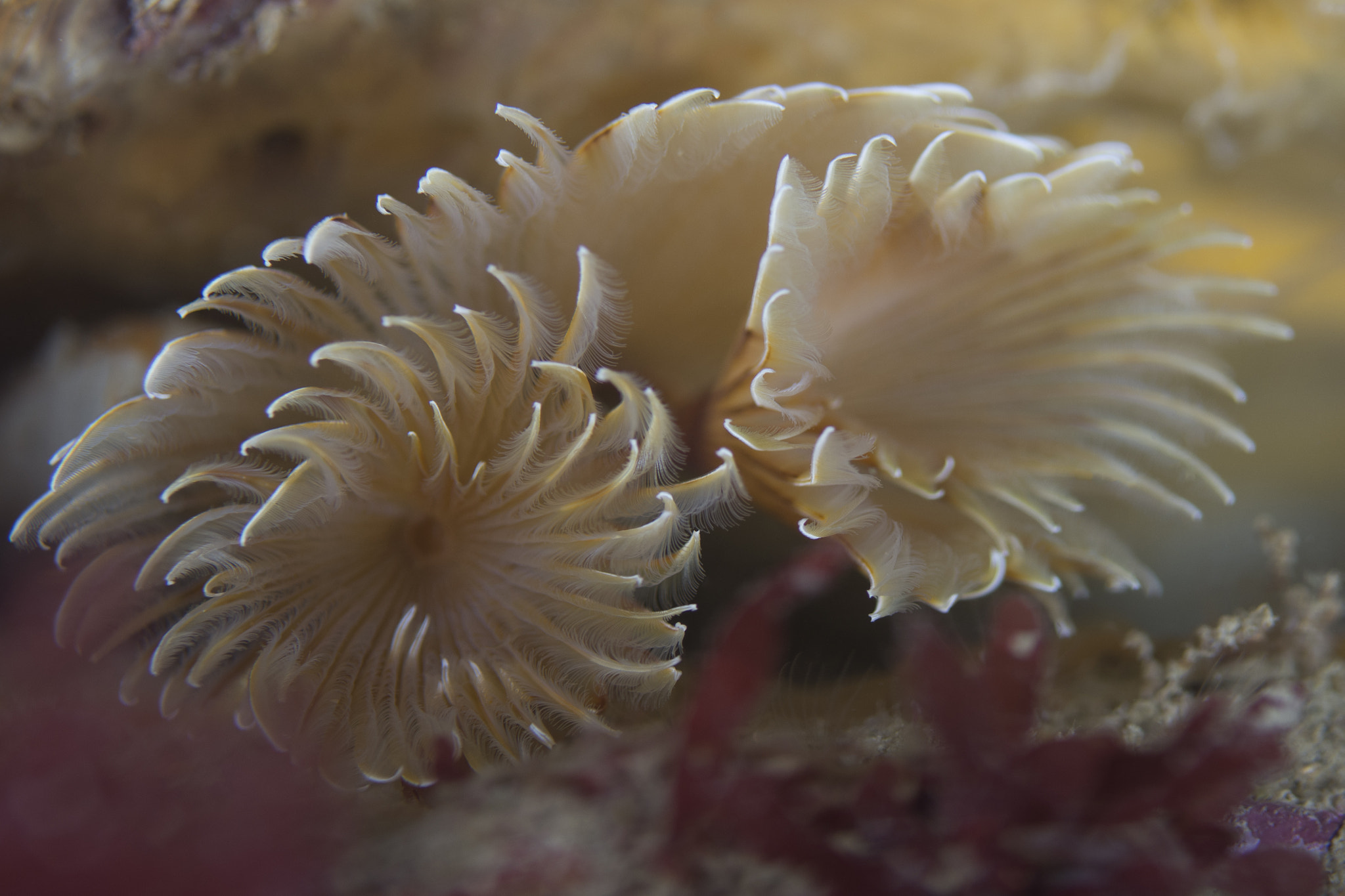 Nikon D7200 + Nikon AF Micro-Nikkor 60mm F2.8D sample photo. Fan worm photography