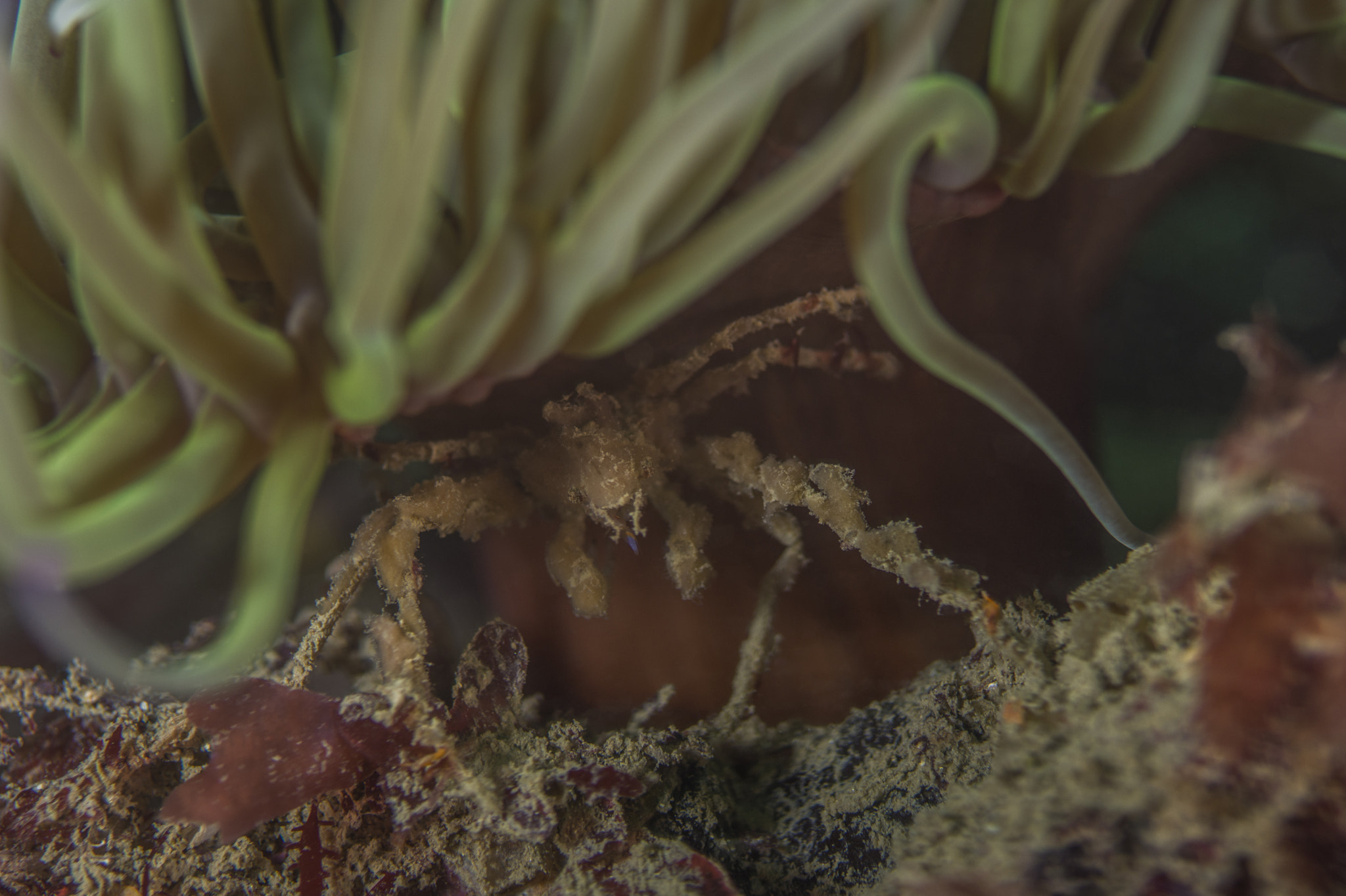 Nikon D7200 + Nikon AF Micro-Nikkor 60mm F2.8D sample photo. Leeches spider crab photography