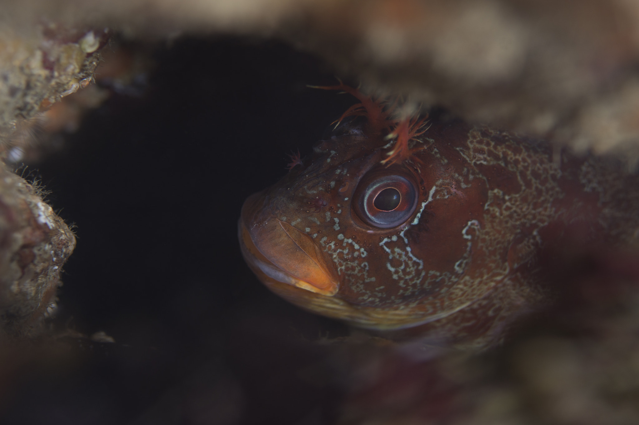 Nikon D7200 + Nikon AF Micro-Nikkor 60mm F2.8D sample photo. Tompot blenny photography