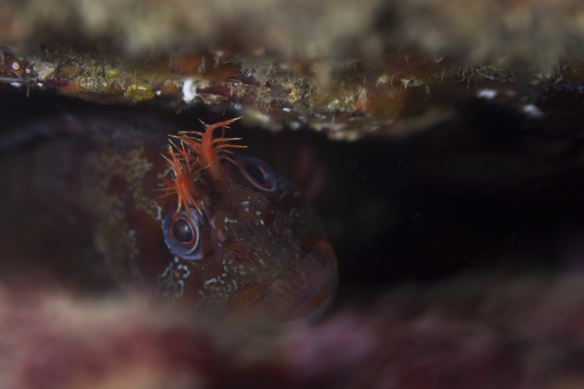 Nikon D7200 + Nikon AF Micro-Nikkor 60mm F2.8D sample photo. Tompot blenny photography