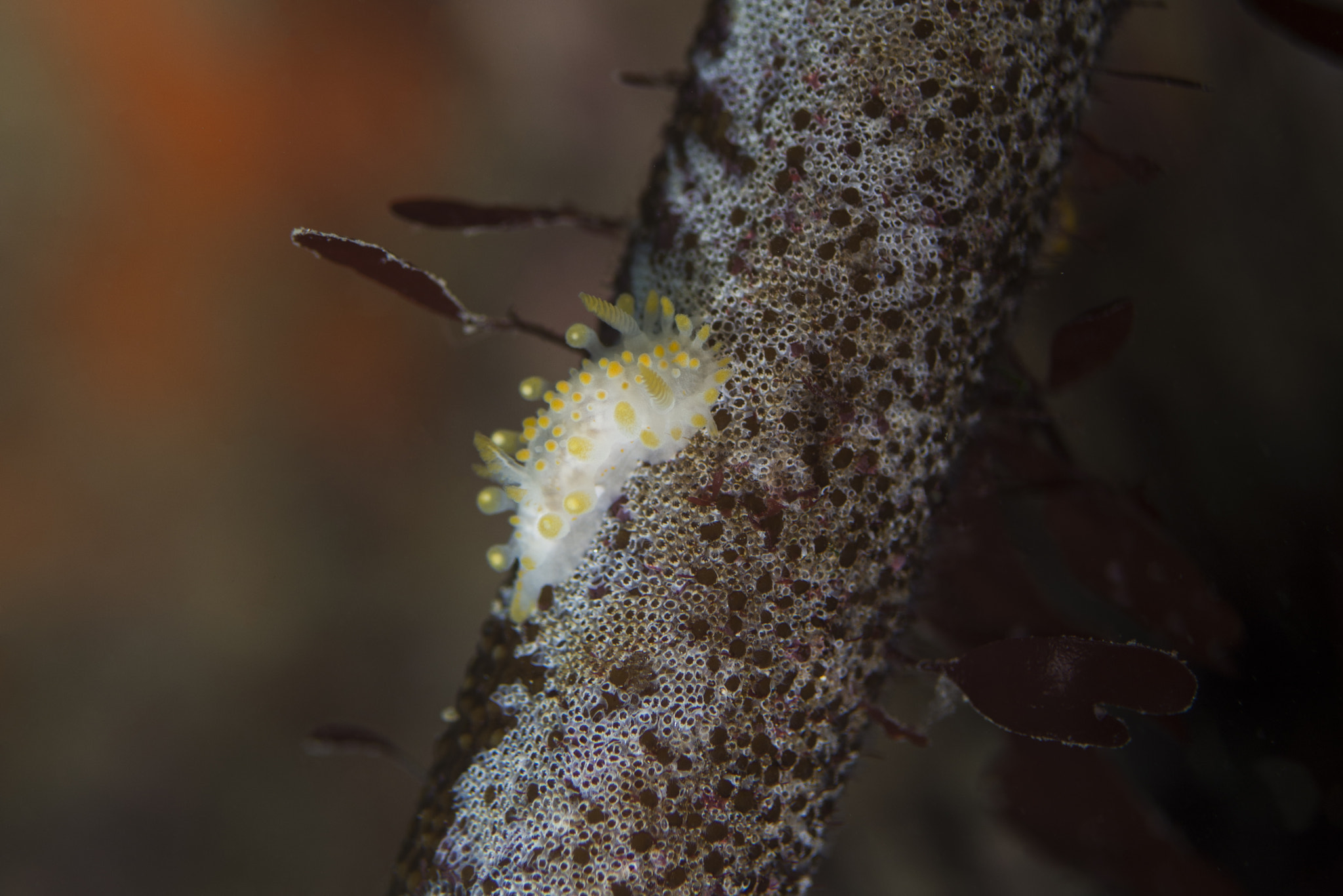 Nikon D7200 + Nikon AF Micro-Nikkor 60mm F2.8D sample photo. Orange clubbed nudibranch photography
