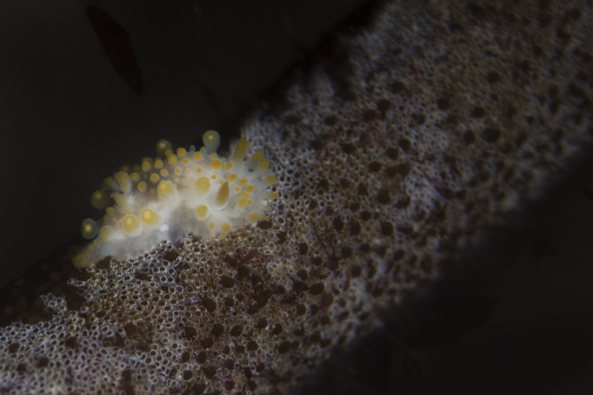Nikon D7200 + Nikon AF Micro-Nikkor 60mm F2.8D sample photo. Orange clubbed neudibranch photography