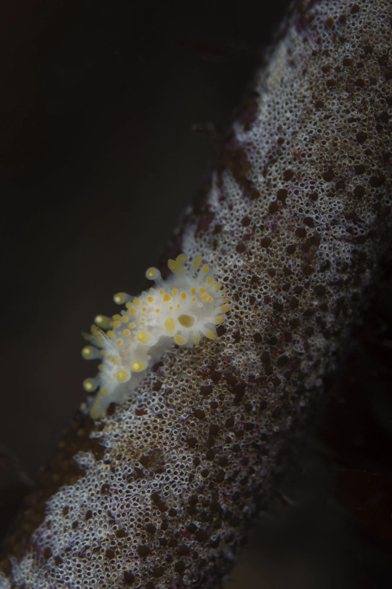 Nikon D7200 + Nikon AF Micro-Nikkor 60mm F2.8D sample photo. Orange clubbed neudibranch photography