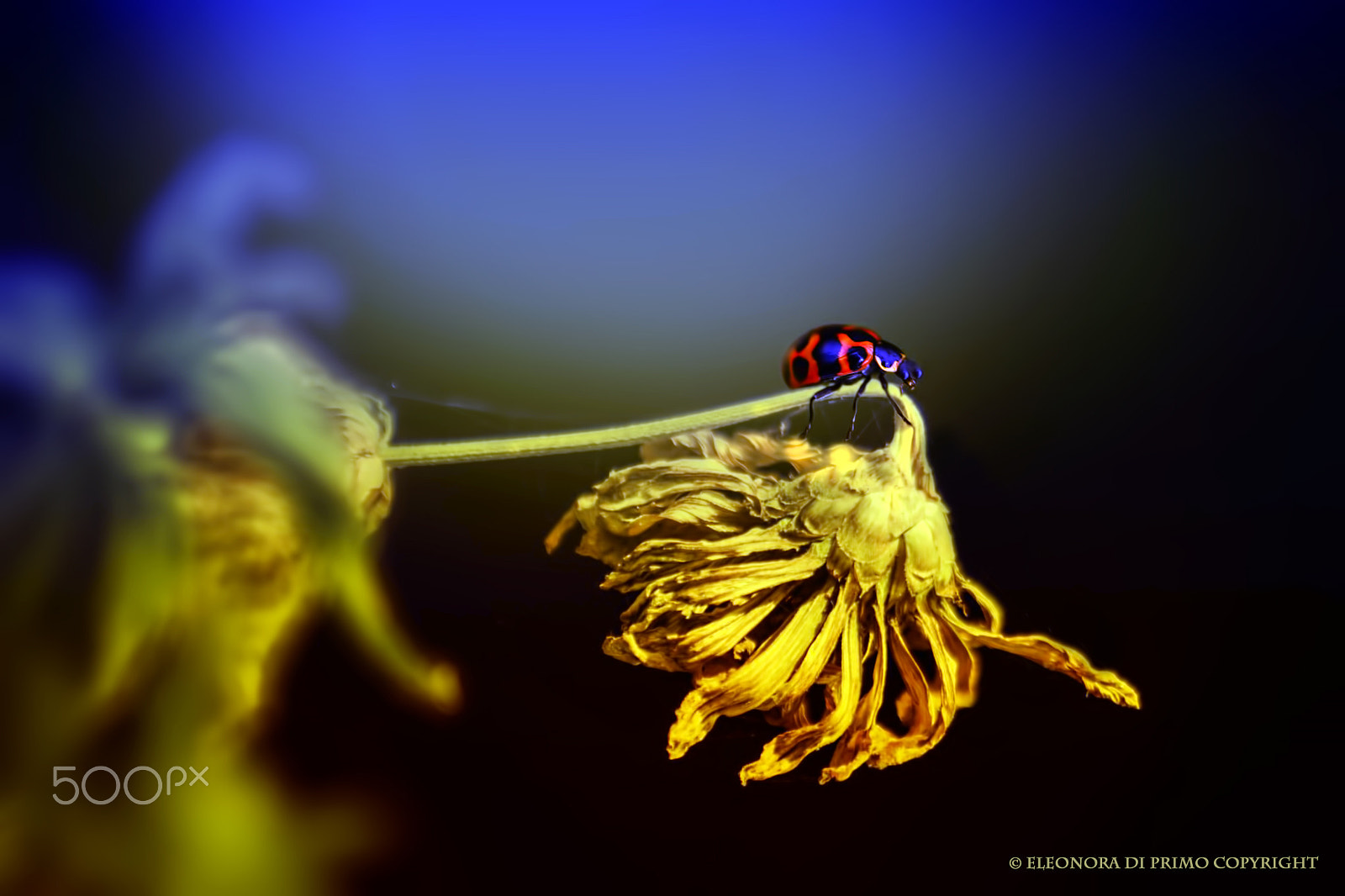 Canon EF 180mm F3.5L Macro USM sample photo. Little help photography