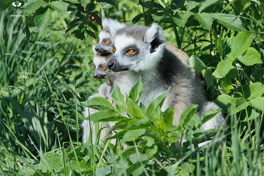 Nikon D3S sample photo. Lemur twins photography