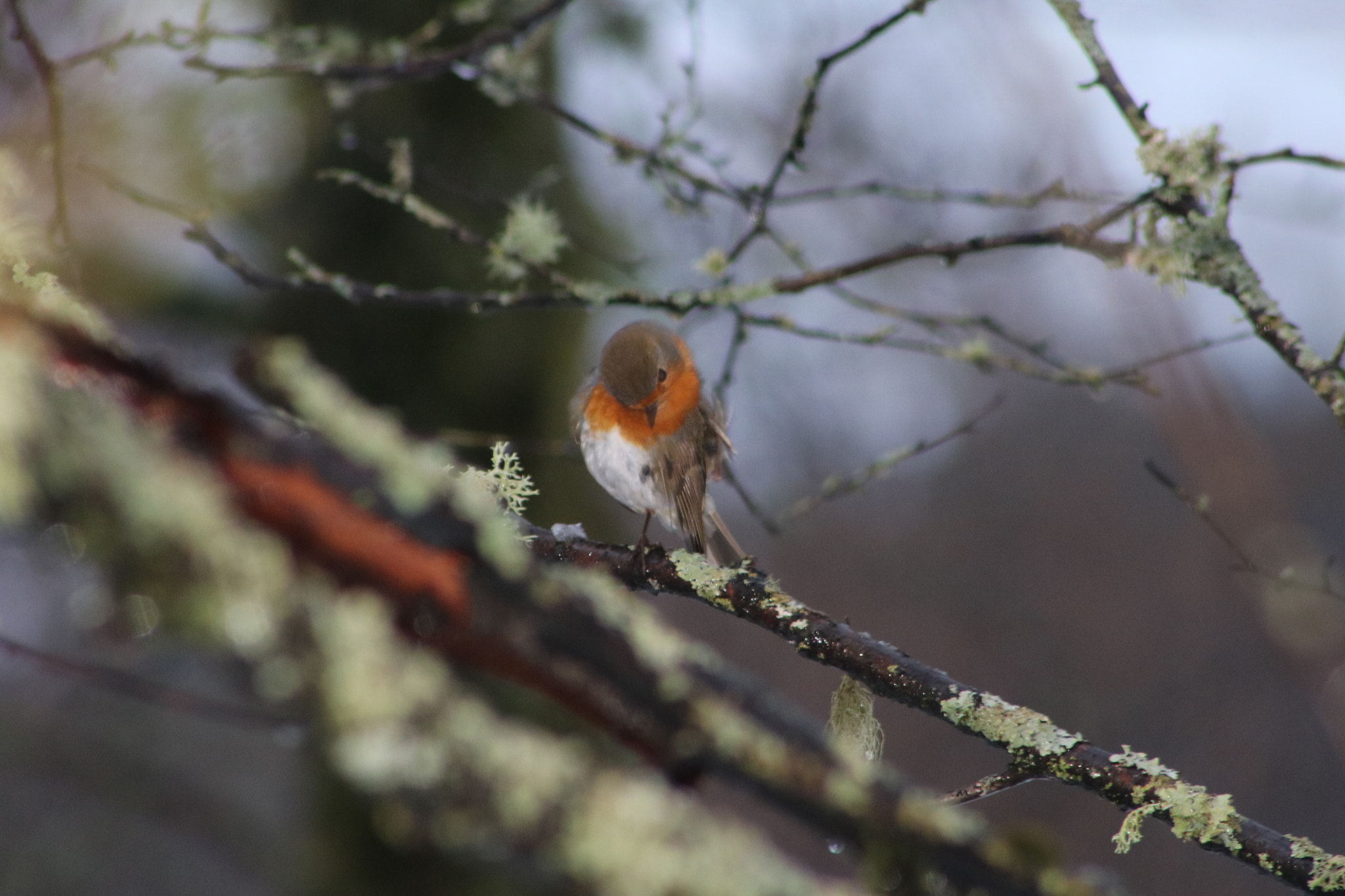 Canon EOS 760D (EOS Rebel T6s / EOS 8000D) + EF75-300mm f/4-5.6 sample photo. Robin. photography