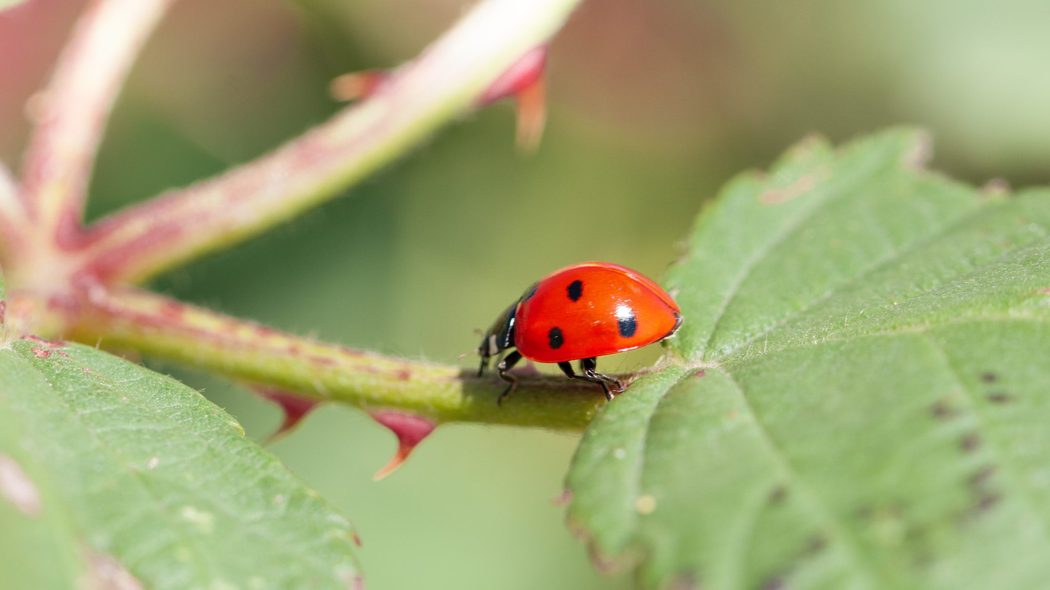 Canon EF 100mm F2.8L Macro IS USM sample photo. Marienkäfer photography