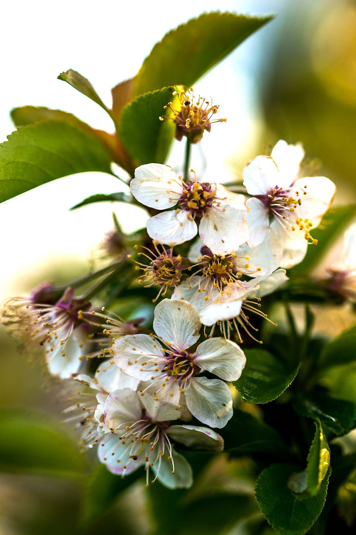 Sony a99 II + 105mm F2.8 sample photo. Expection photography
