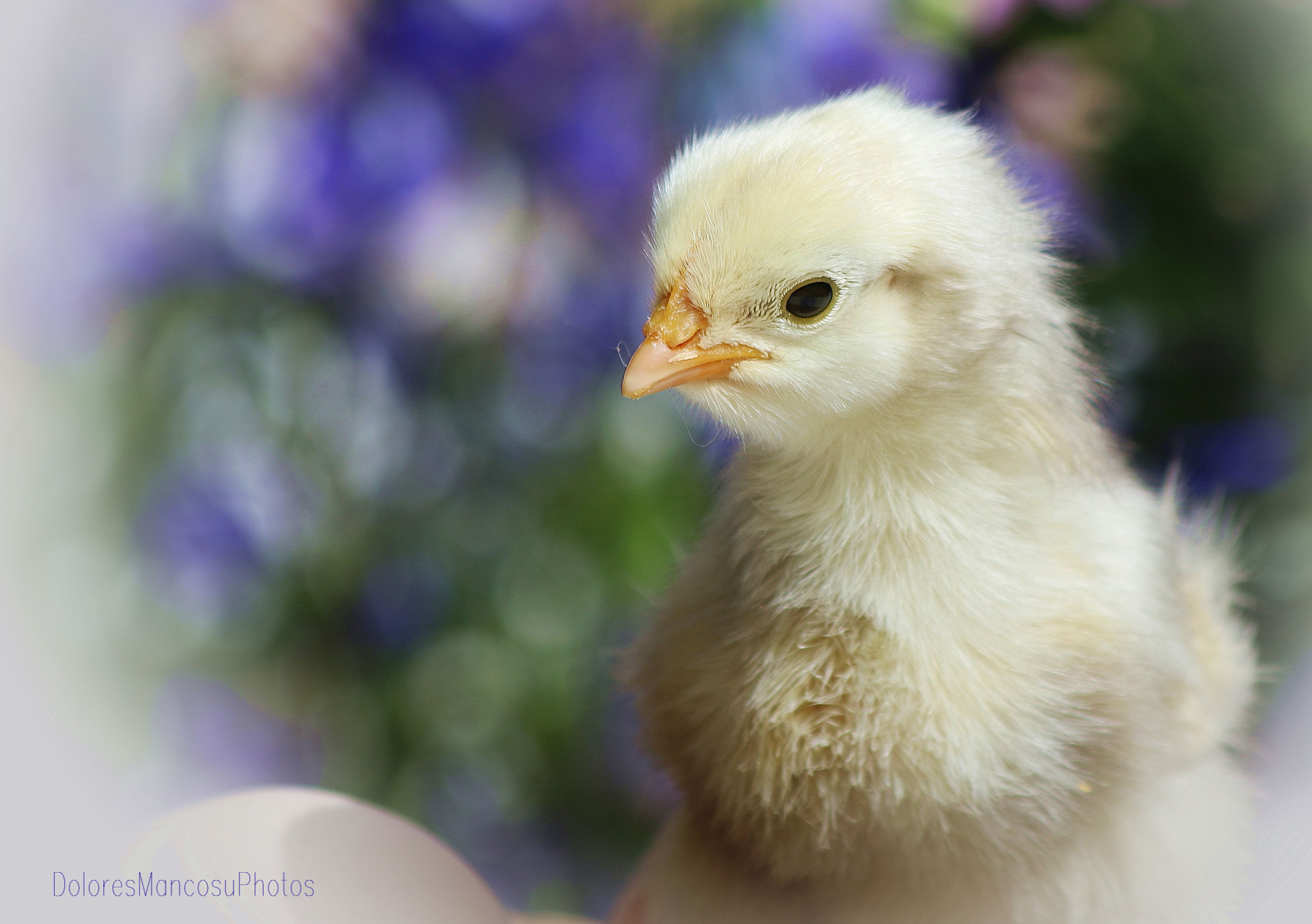 Canon EF 70-300mm F4-5.6 IS USM sample photo. Portrait of chick photography