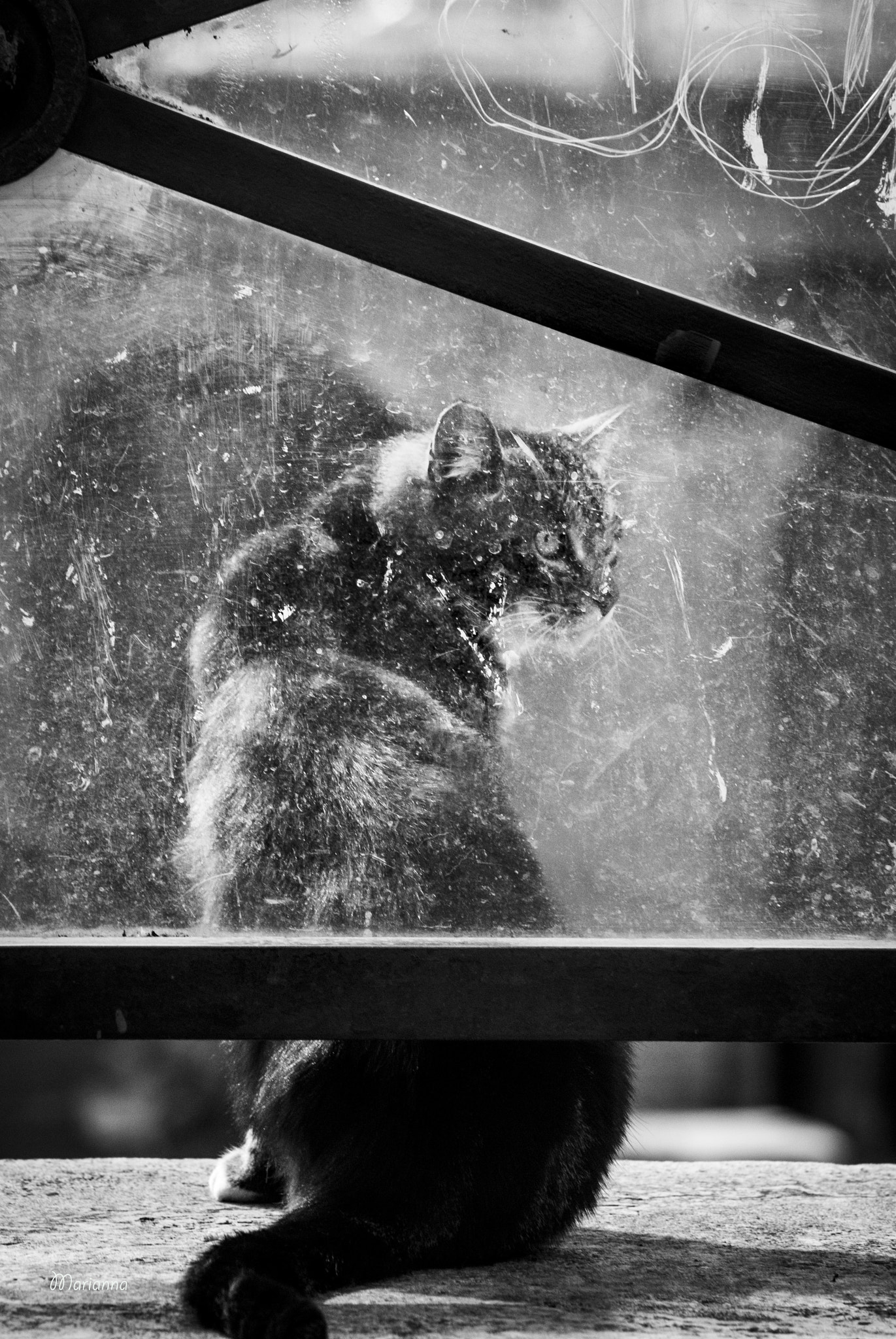 Sony Alpha DSLR-A200 sample photo. Looking through photography
