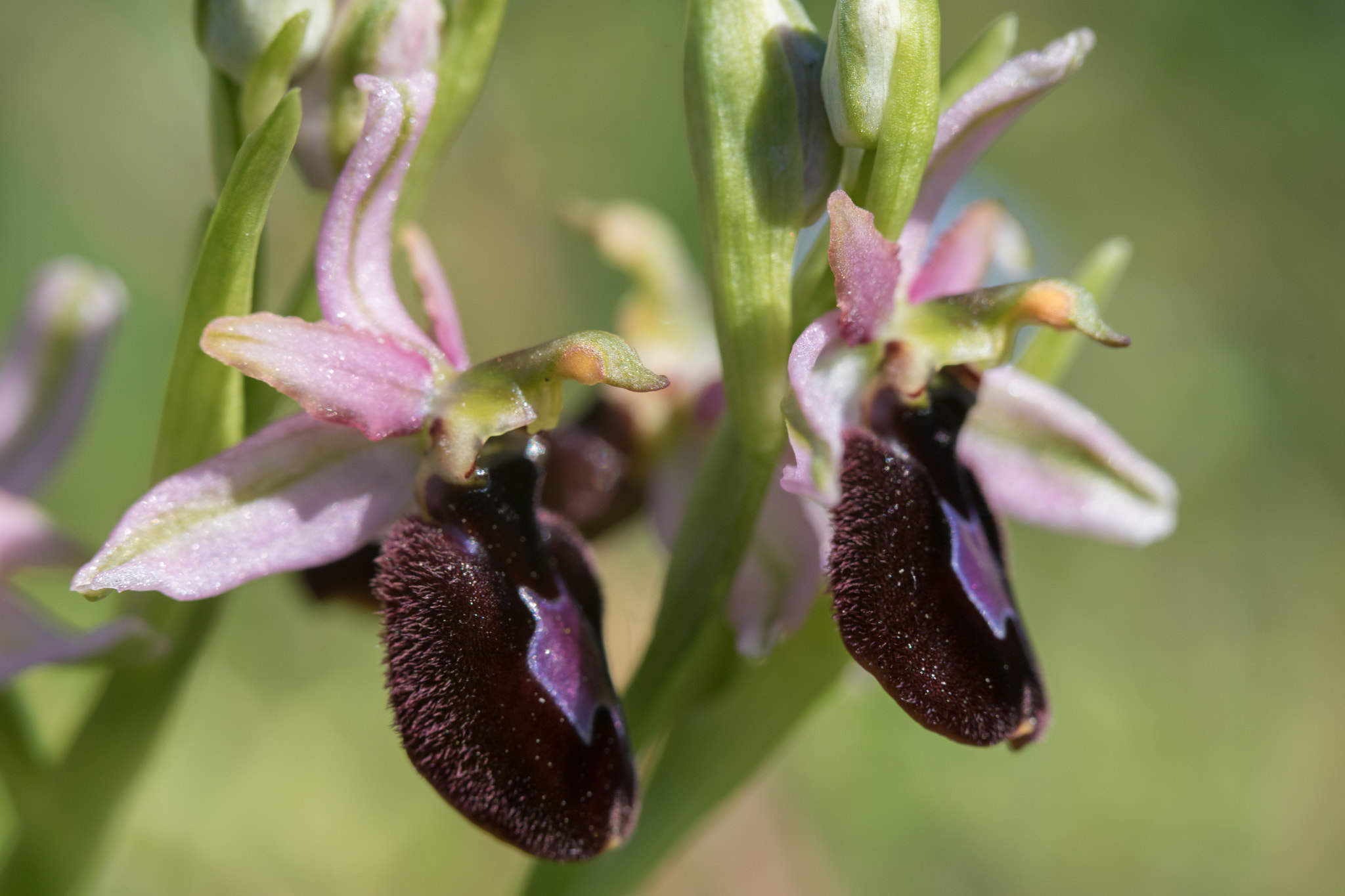 100mm F2.8 OSS sample photo. Ophrys catalaunica photography