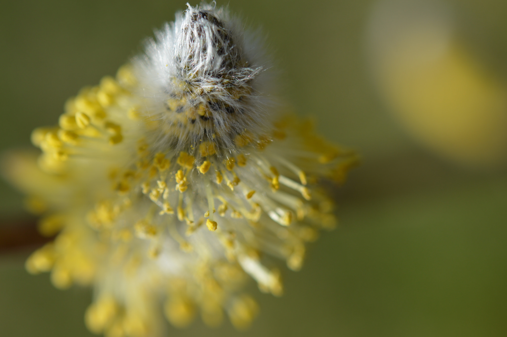 Nikon AF-S Micro-Nikkor 60mm F2.8G ED sample photo. Fresh for spring  photography