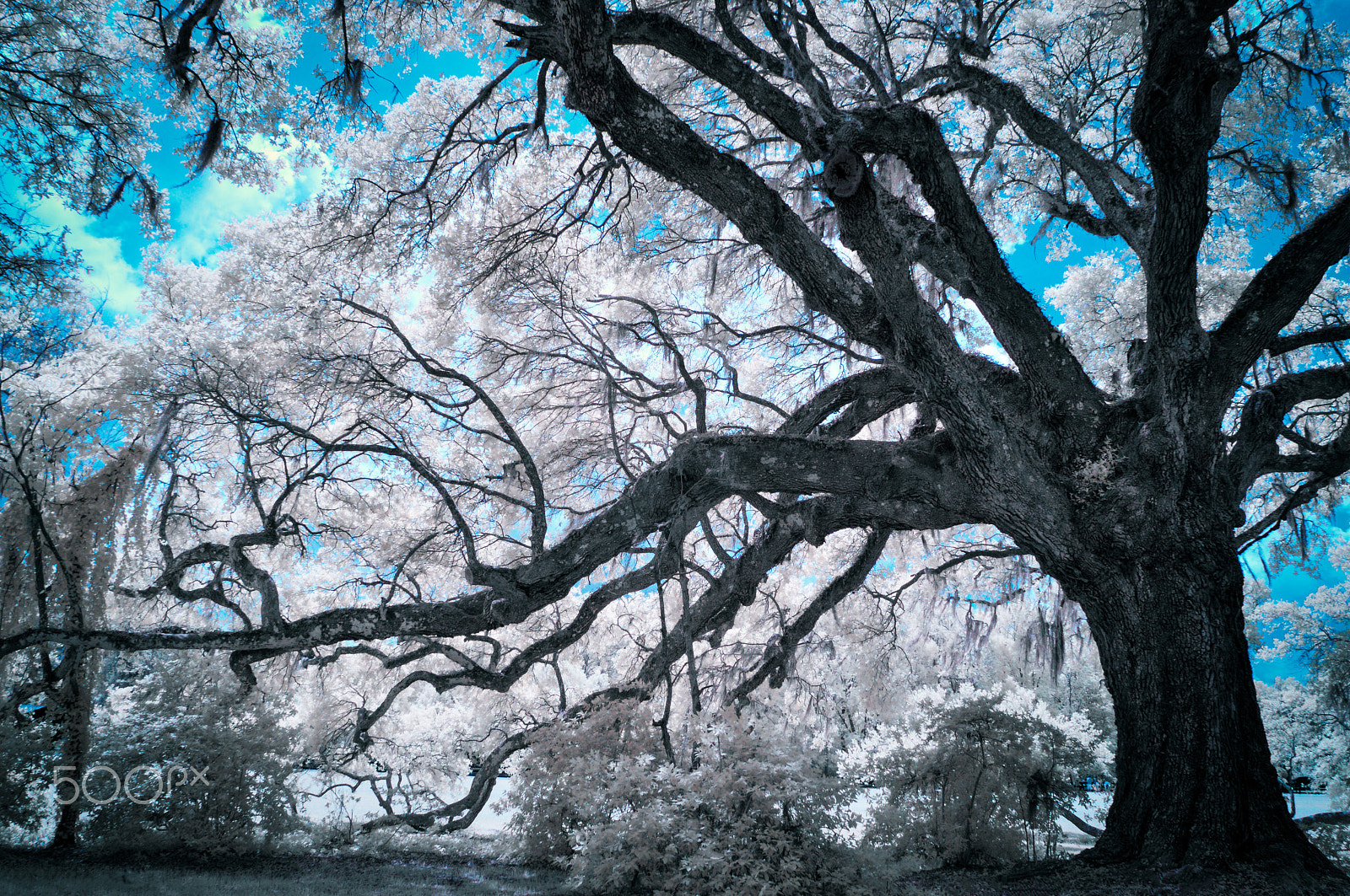 Nikon D300S sample photo. Lowcountry live oak photography