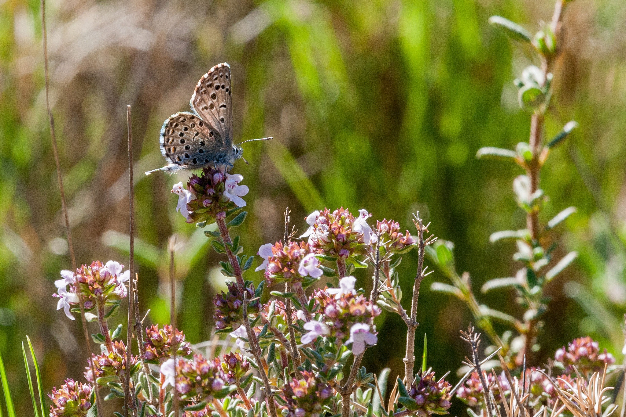 Canon EF-S 55-250mm F4-5.6 IS STM sample photo. Al sol photography
