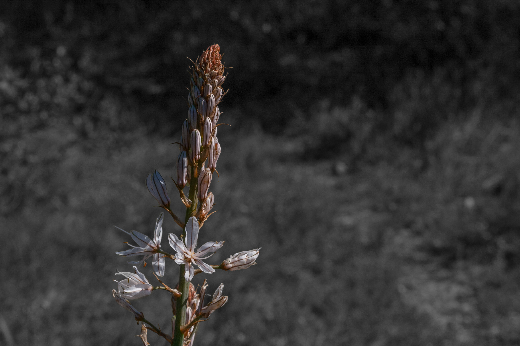 Canon EF-S 55-250mm F4-5.6 IS STM sample photo. Gamón photography