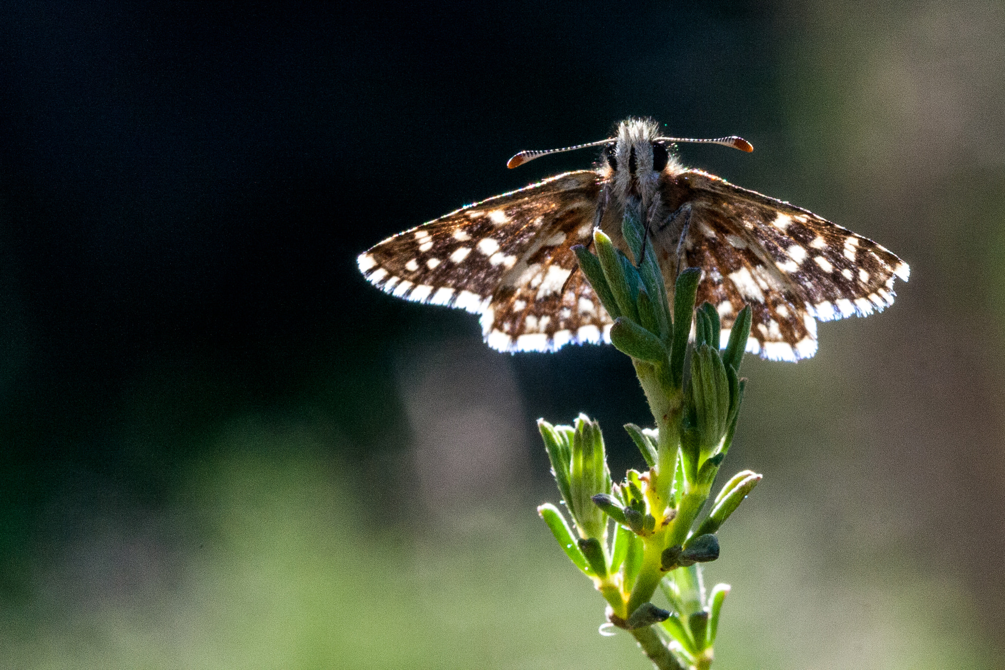 Canon EF 100mm F2.8 Macro USM sample photo. Ajedrezada photography