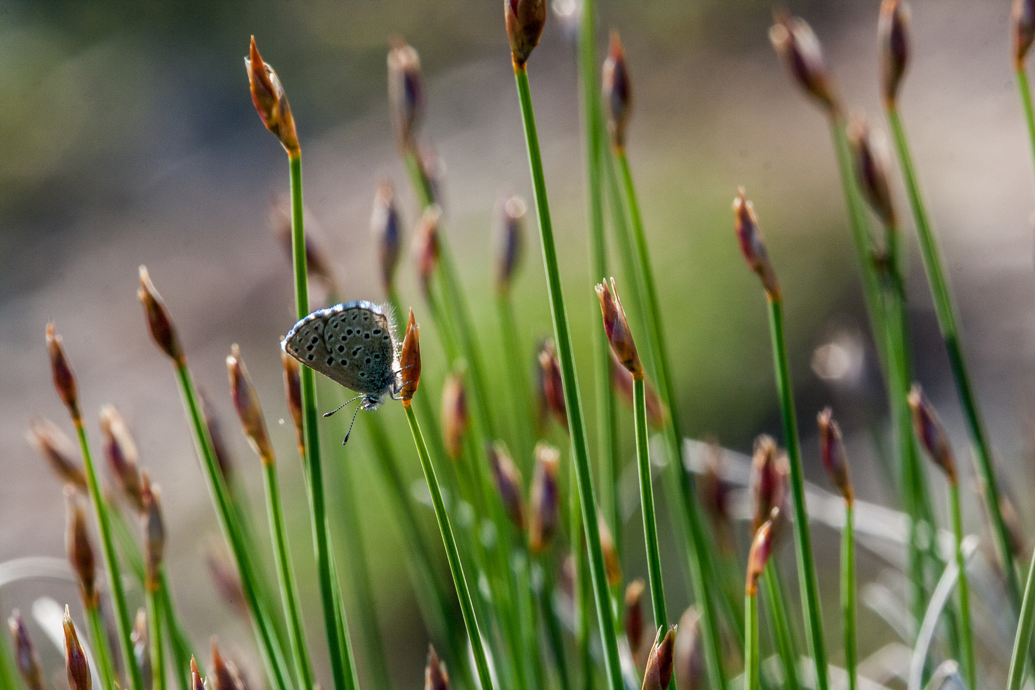 Canon EF-S 55-250mm F4-5.6 IS STM sample photo