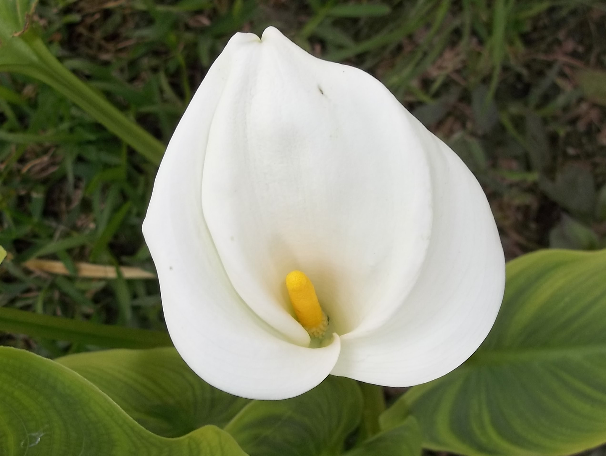 Kodak EASYSHARE CAMERA, C1530 sample photo. Easter lily 2016 photography