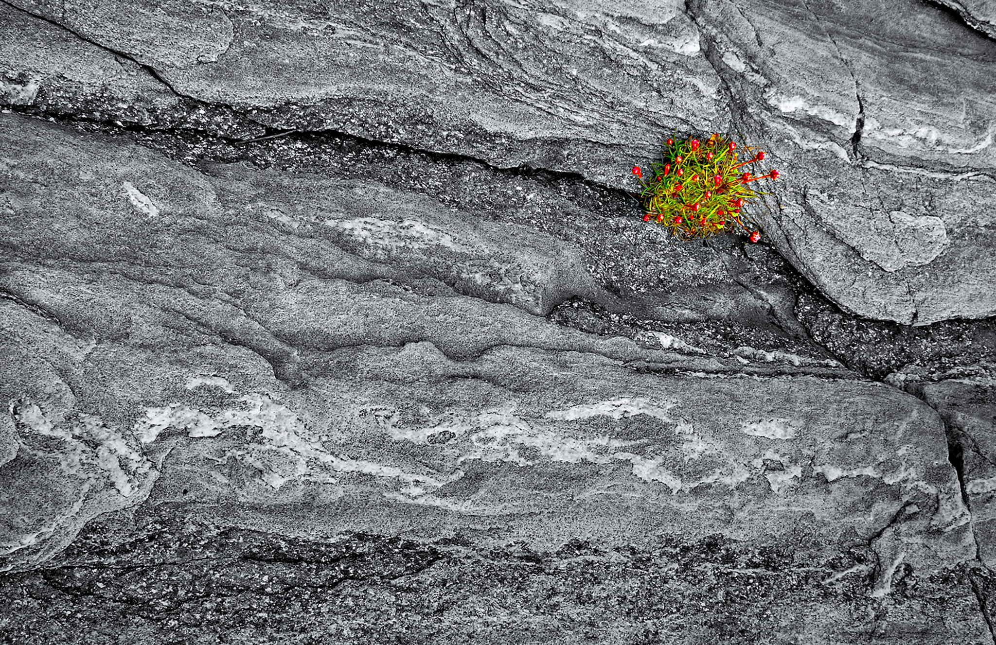 Nikon D40X sample photo. Small shrub in the mountain photography