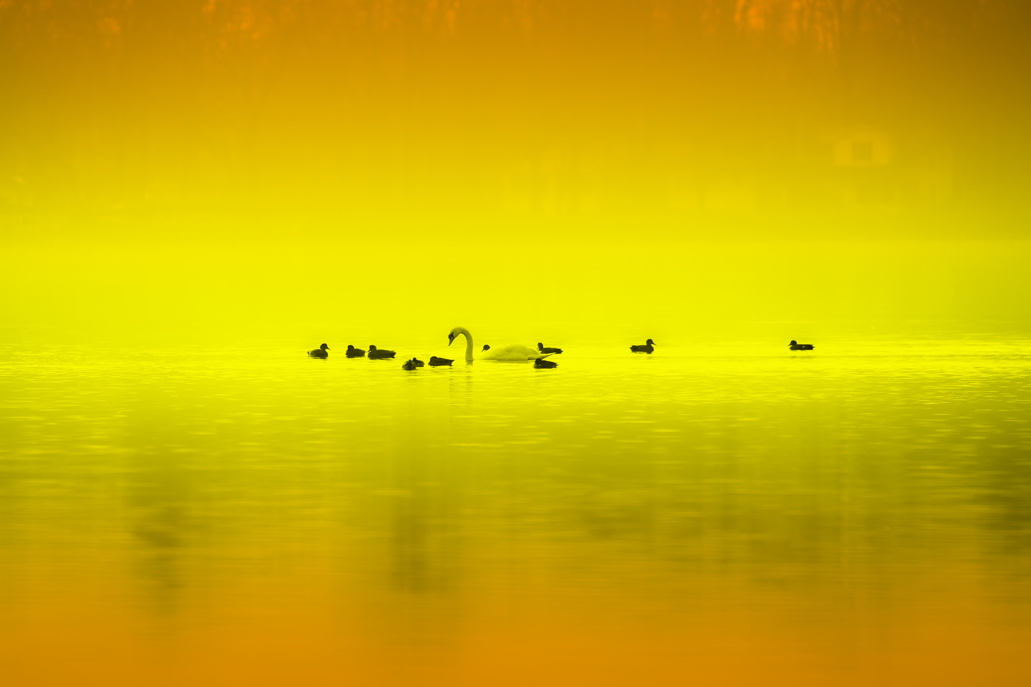 Canon EF 100-400mm F4.5-5.6L IS II USM sample photo. "ugly" duckings with swan photography