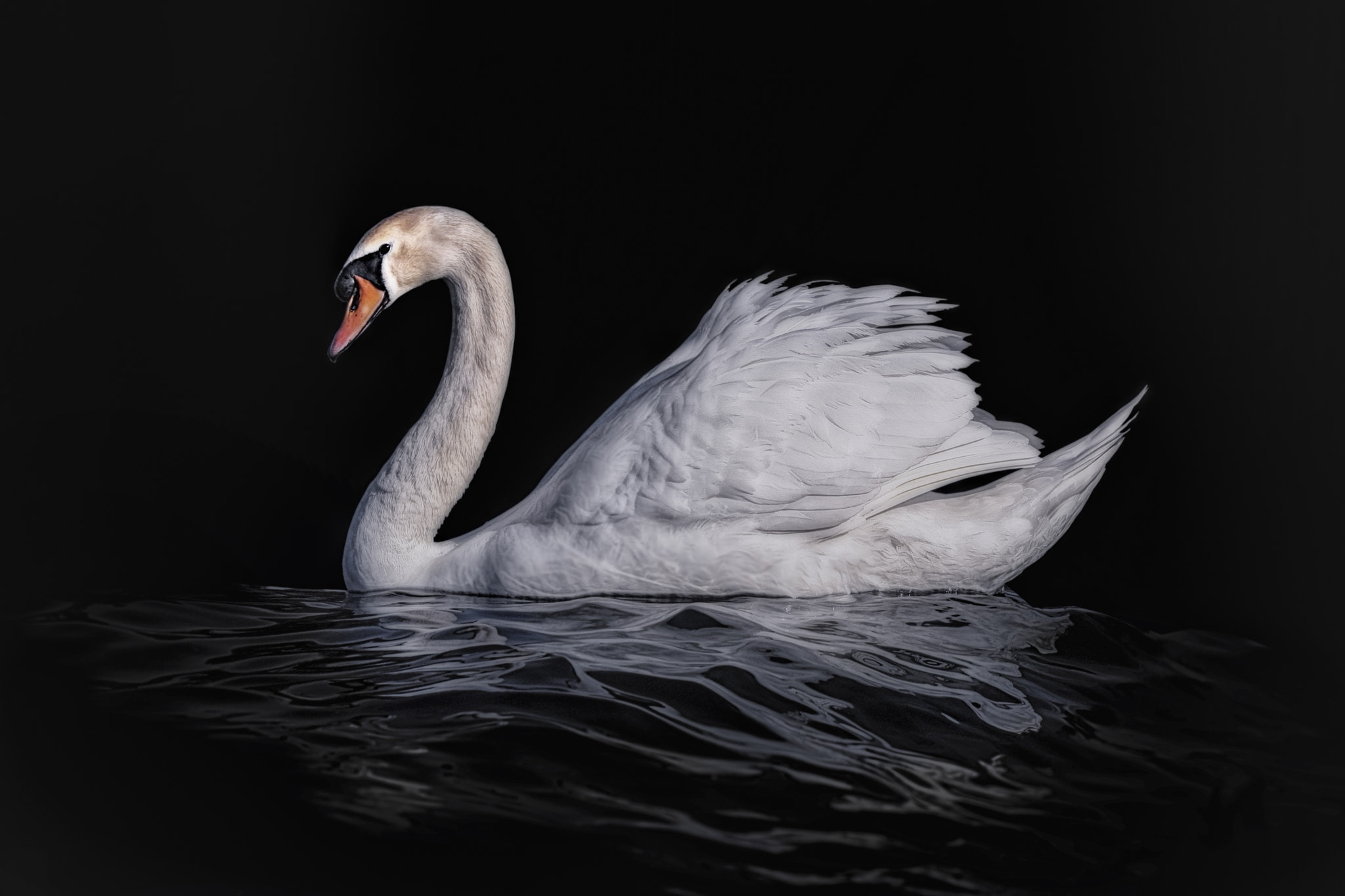Canon EF 180mm F3.5L Macro USM sample photo. Eleganz photography