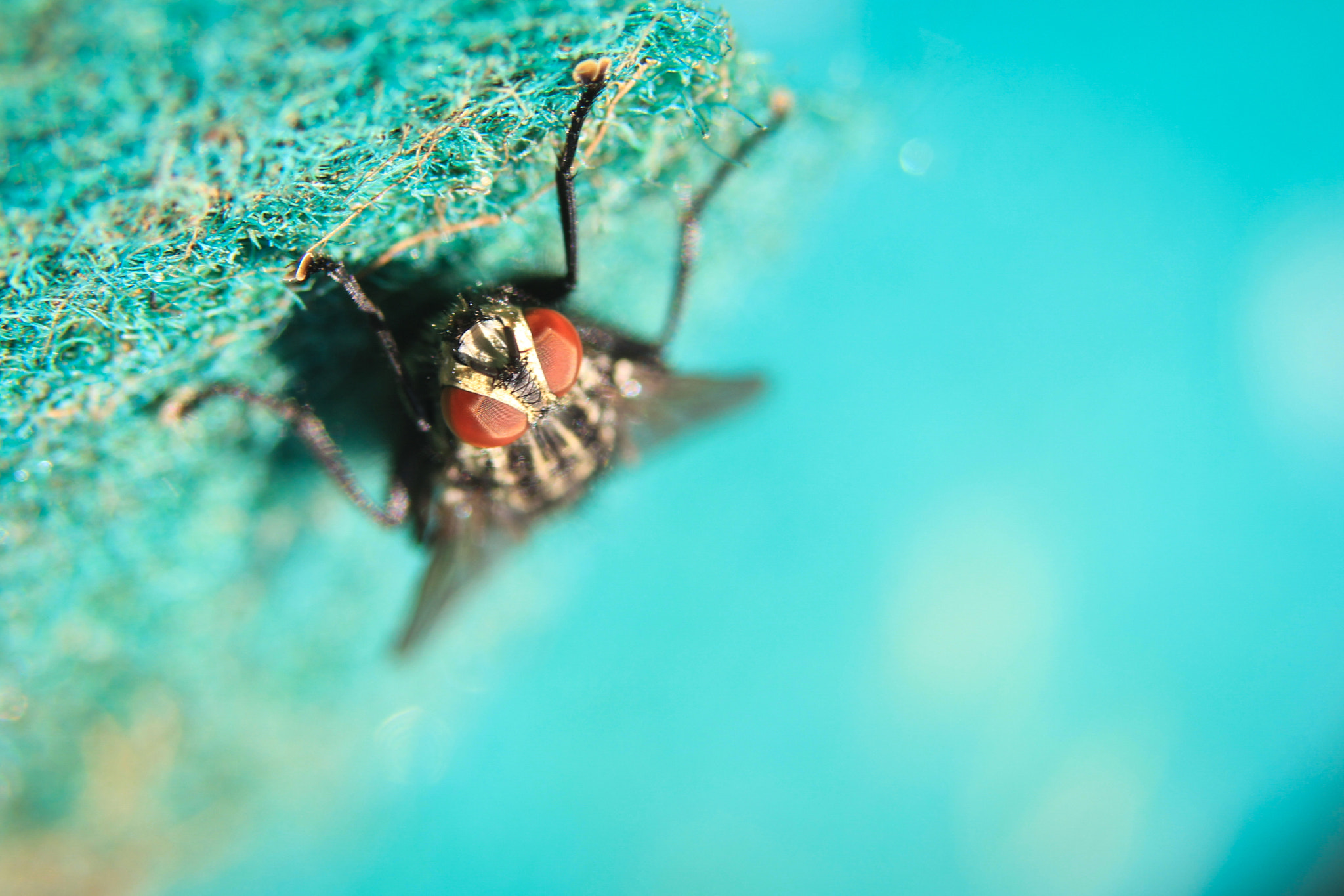 Canon EF 35-105mm f/4.5-5.6 sample photo. Fly chasing the sun photography