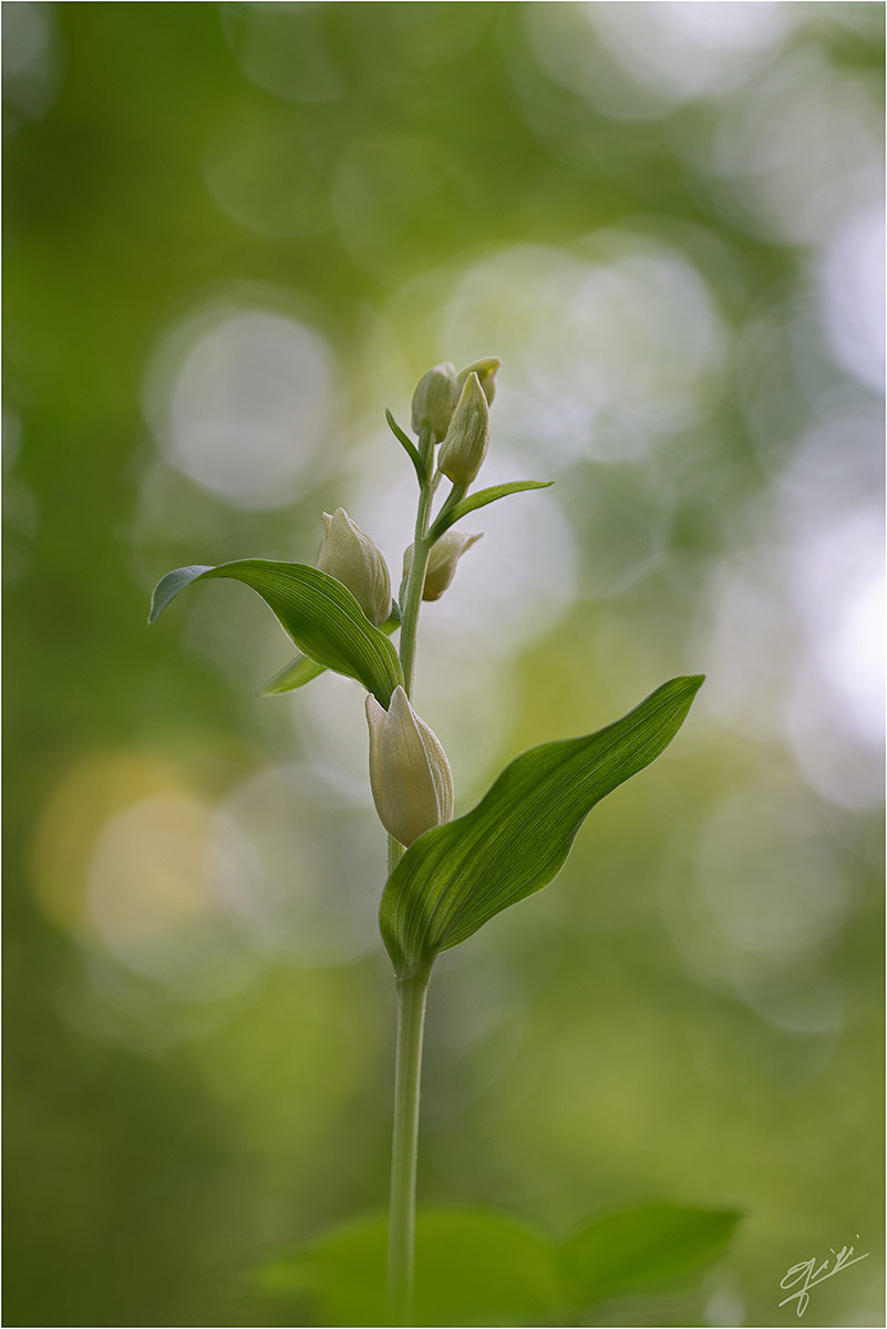 Sigma 150mm F2.8 EX DG OS Macro HSM sample photo. Cephalanthera damasonium photography