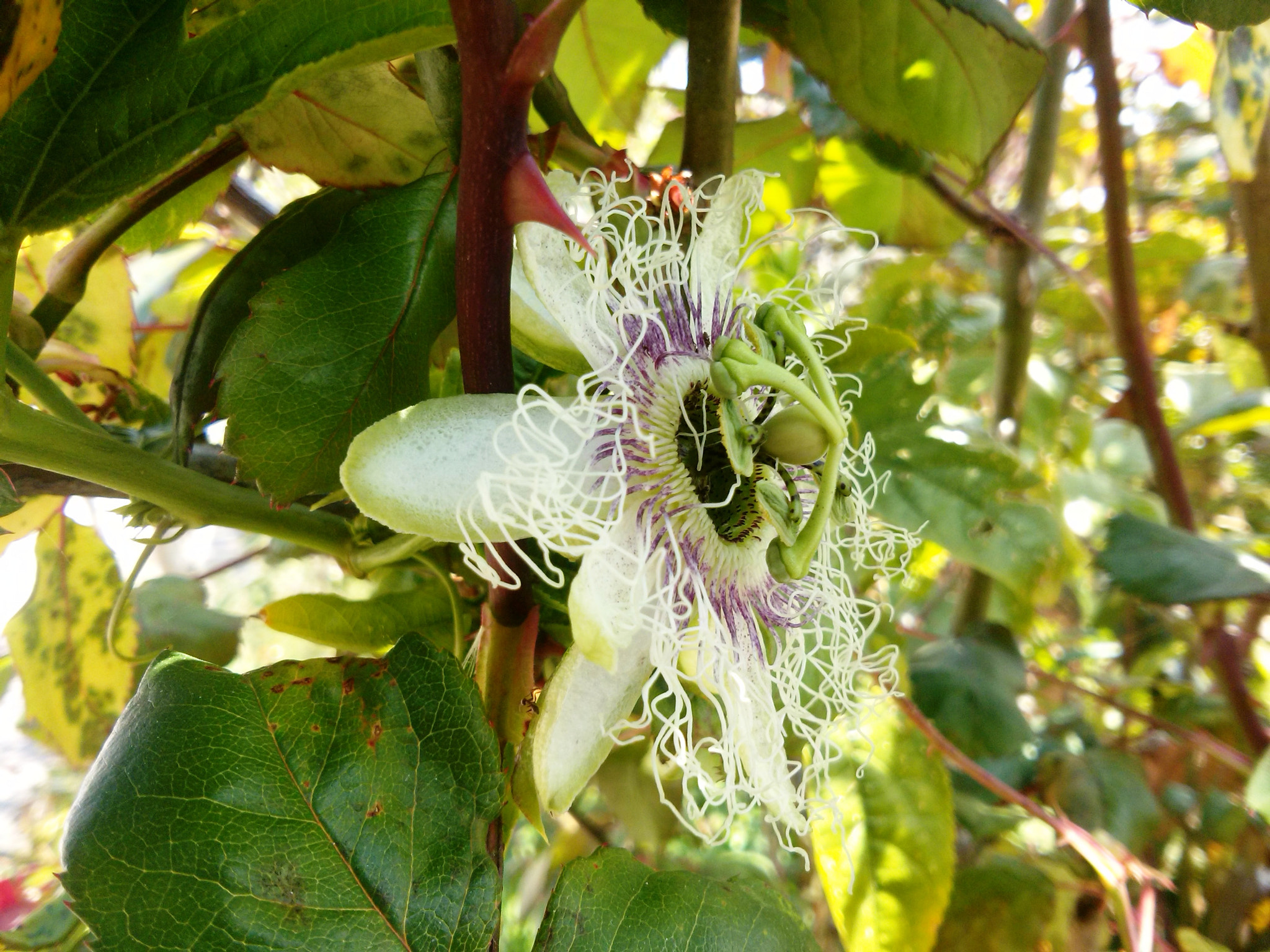 LG OPTIMUS L7 II sample photo. Passion fruit spine photography