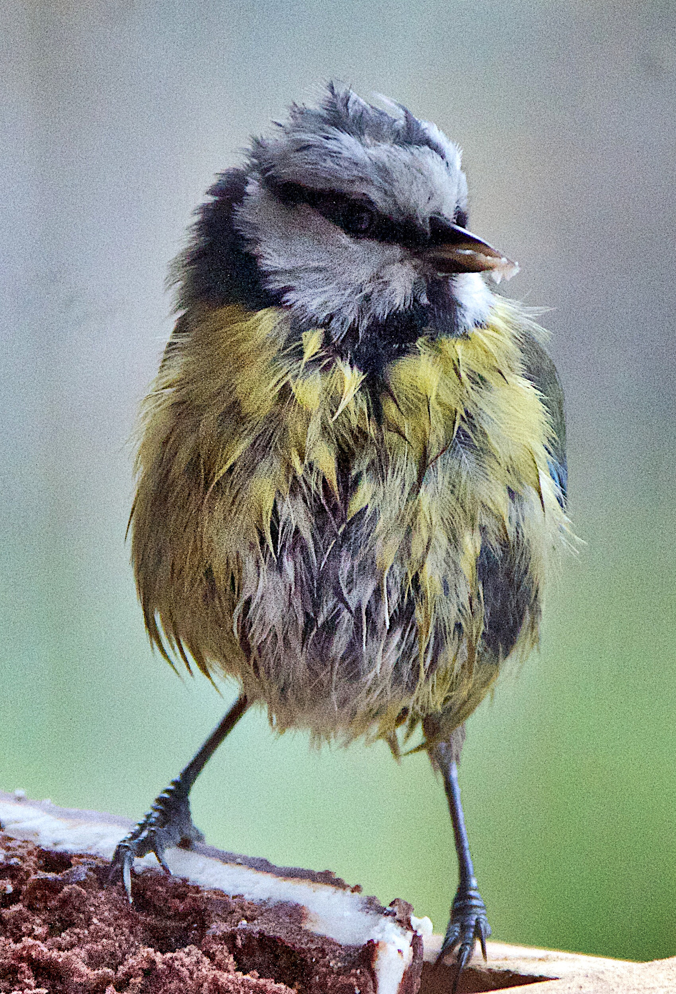 Canon EF 28-300mm F3.5-5.6L IS USM sample photo. Blue tit photography