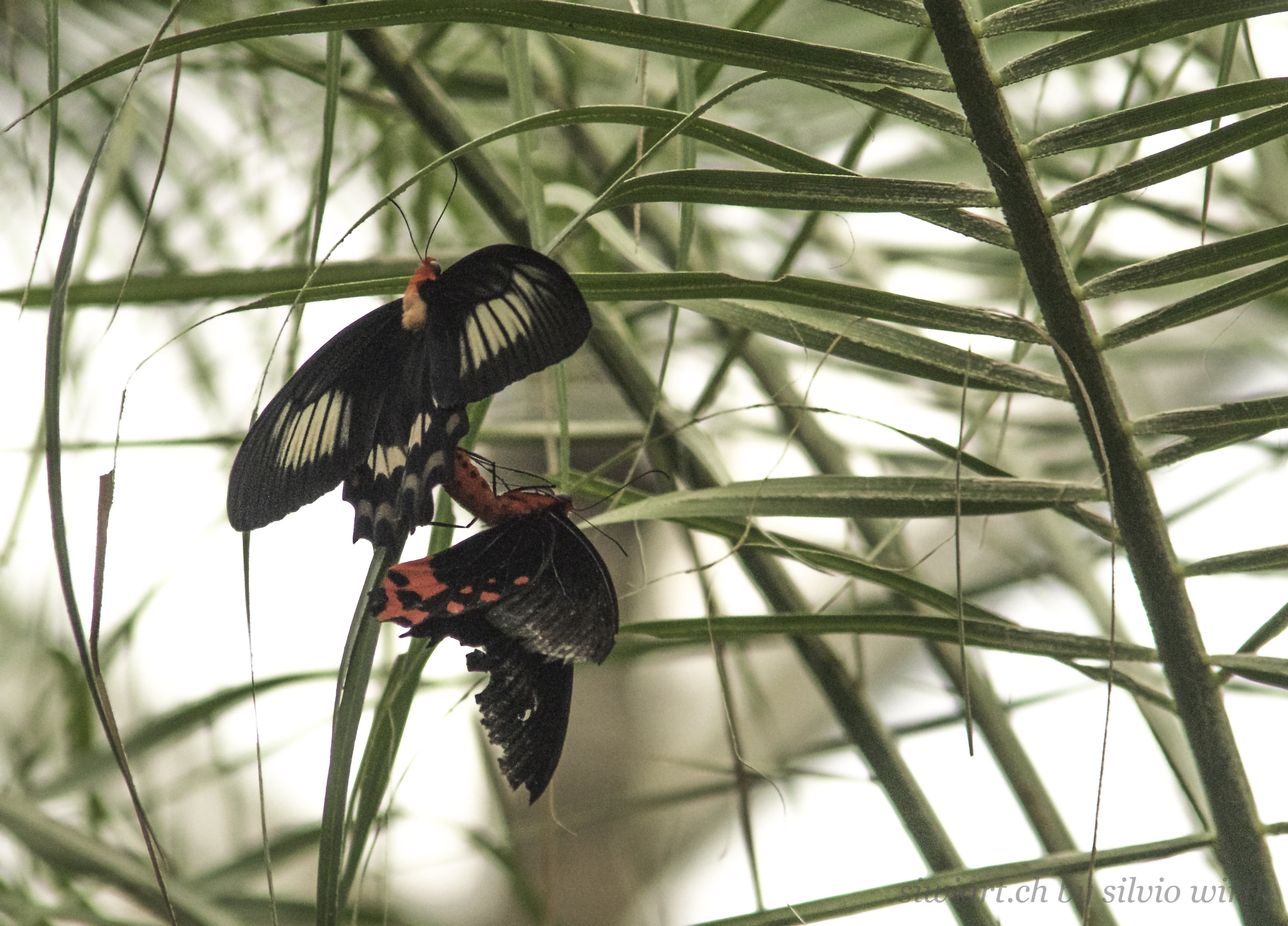 Sony ILCA-77M2 + Minolta AF 70-210mm F4 Macro sample photo. Butterfly in papiliorama photography