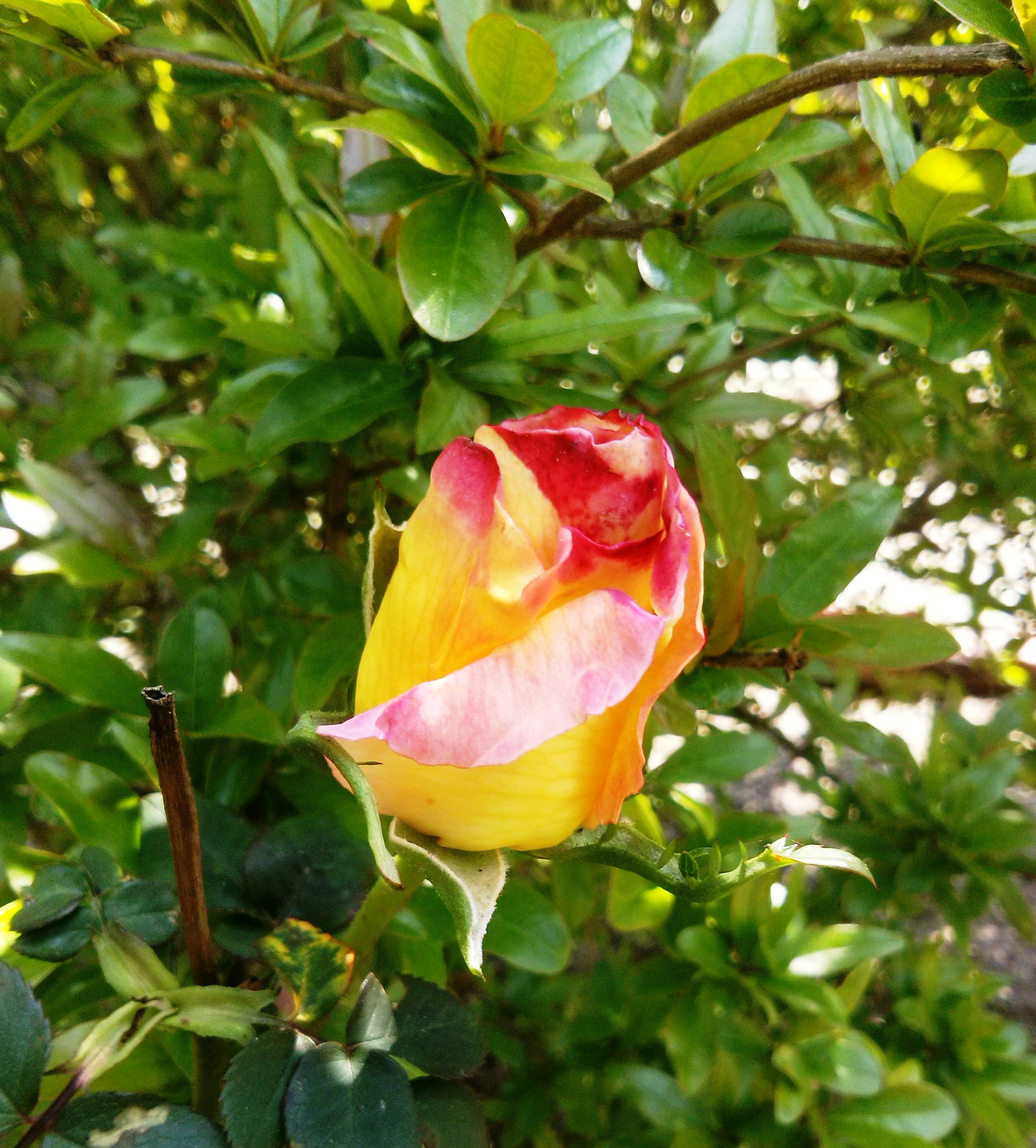 LG OPTIMUS L7 II sample photo. Yellow and rose photography
