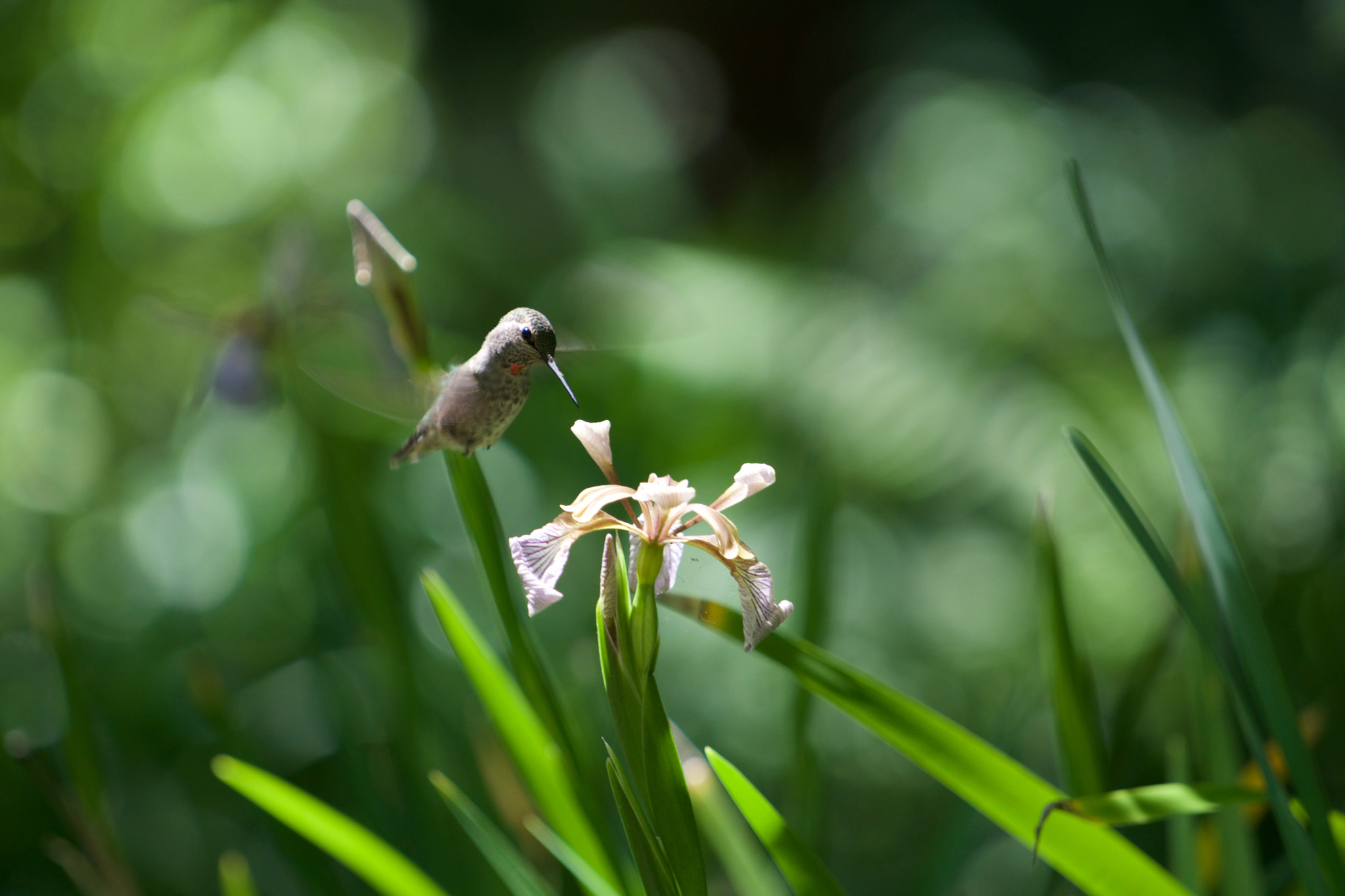 Sony a6000 + Sony FE 70-200mm F4 G OSS sample photo. Hummingbird lunch time photography