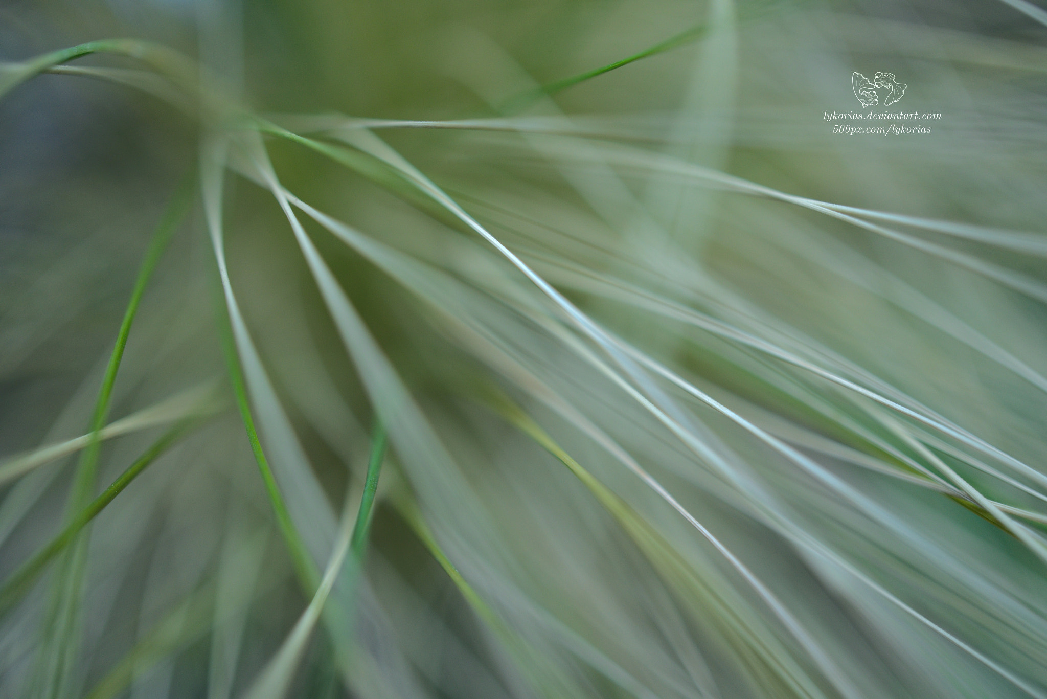 Sony Alpha a5000 (ILCE 5000) + Sony E 30mm F3.5 Macro sample photo. Grass photography