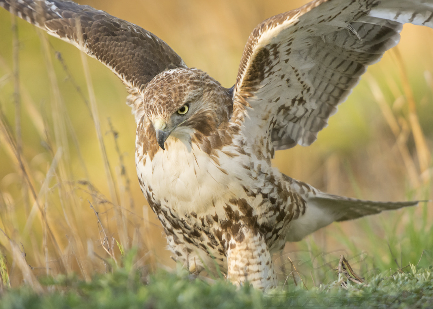 Nikon D7200 + Sigma 500mm F4.5 EX DG HSM sample photo. Pounce (red-tailed hawk) photography