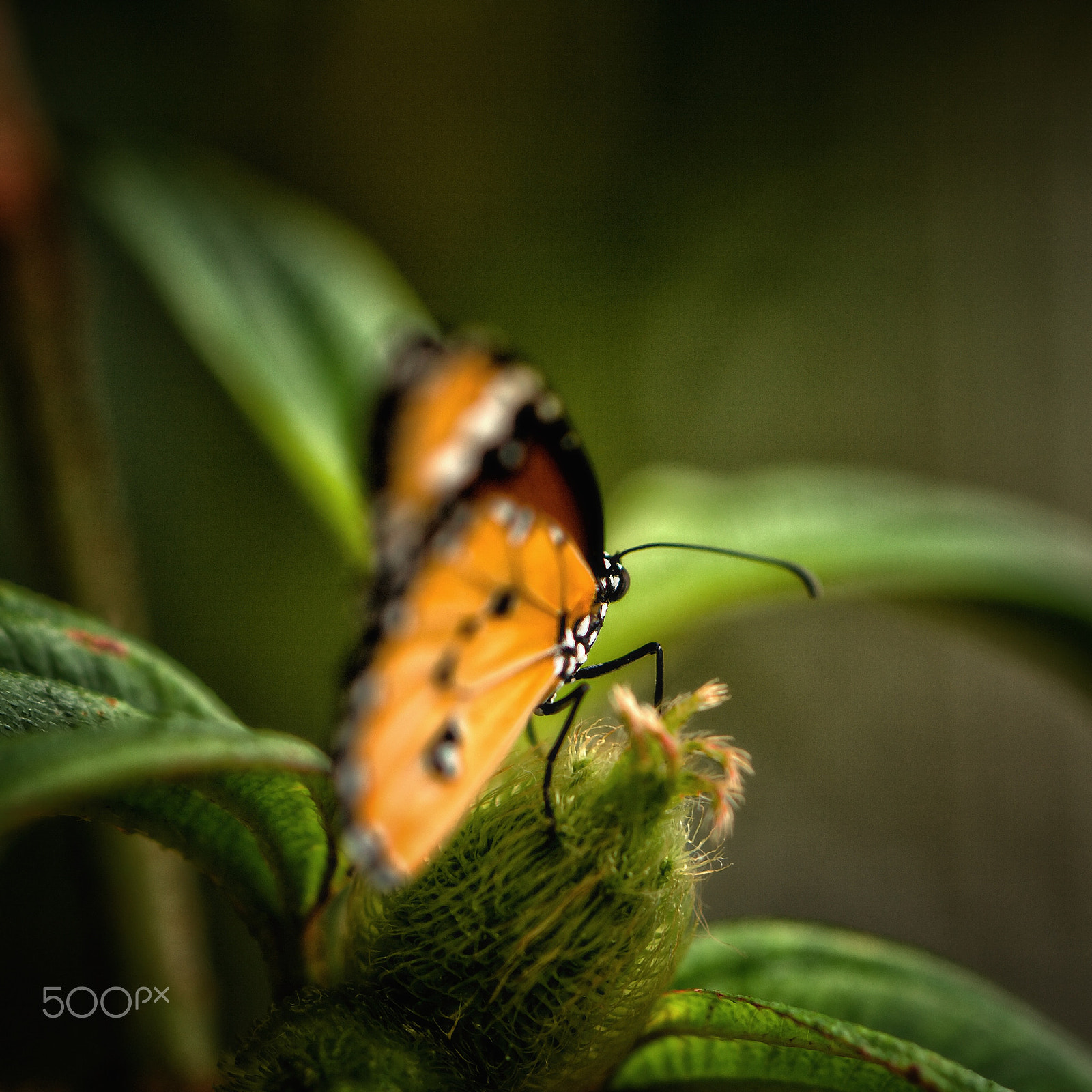 Canon EF 100mm F2.8L Macro IS USM sample photo. "look at my tailcoat" photography