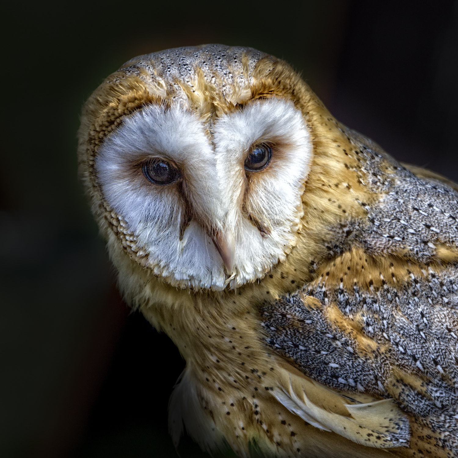 Canon EF-S 18-135mm F3.5-5.6 IS STM sample photo. Owl photography