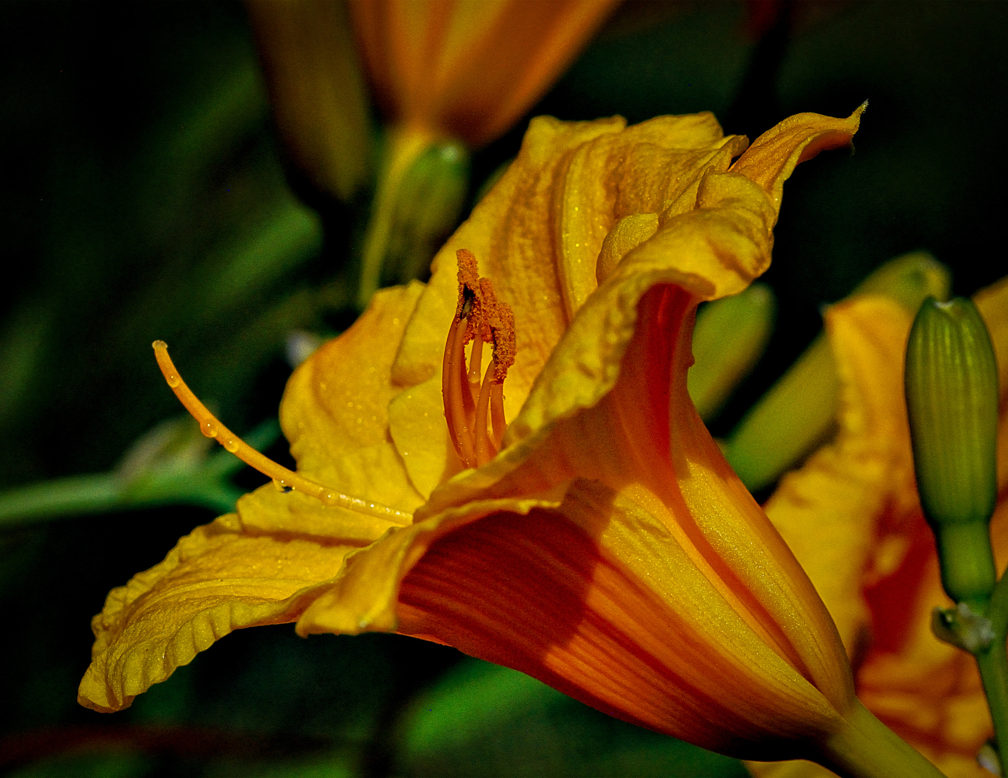 Nikon D60 + Tamron SP 90mm F2.8 Di VC USD 1:1 Macro sample photo. Day lilly photography